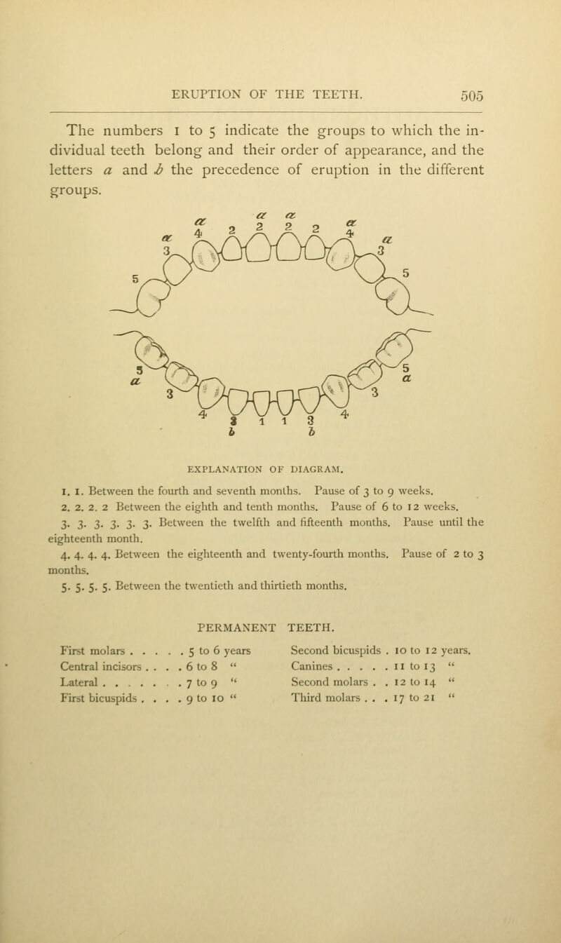 The numbers i to 5 indicate the groups to which the in- dividual teeth belong and their order of appearance, and the letters a and h the precedence of eruption in the different groups. 5^ 3^ ^ ^ 0 -O n u \ p ^y- ^ a 4 % h V 1 V 1 3 4 EXPLANATION OF DIAGRAM. 1, I. Between the fourth and seventh months. Pause of 3 to 9 weeks. 2. 2. 2. 2 Between the eighth and tenth months. Pause of 6 to 12 weeks. 3- 3- 3- 3- 3- 3- Between the twelfth and fifteenth months. Pause until the eighteenth month. 4, 4. 4. 4. Between the eighteenth and twenty-fourth months. Pause of 2 to 3 months. 5. 5. 5. 5. Between the twentieth and thirtieth months. PERMANENT TEETH. First molars 5 to 6 years Second bicuspids . 10 to 12 years. Central incisors .... 6 to 8  Canines 11 to 13  Lateral ....... 7 to 9  Second molars ., 12 to 14  First bicuspids . , . . 9 to 10  Third molars . . . 17 to 21 