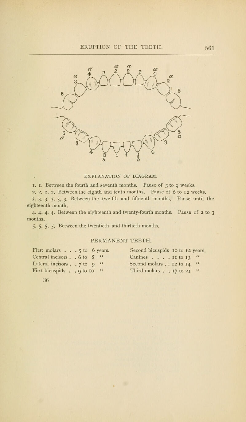 EXPLANATION OF DIAGRAM. 1. I. Between the fourth and seventh months. Pause of 3 to 9 weeks. 2. 2. 2. 2. Between the eighth and tenth months. Pause of 6 to 12 weeks, 3- 3- 3- 3- 3- 3- Between the twelfth and fifteenth months. Pause until the eighteenth month. 4. 4. 4. 4. Between the eighteenth and twenty-fourth months. Pause of 2 to 3 months. 5. 5- 5- 5- Between the twentieth and thirtieth months. First molars . Central incisors Lateral incisors First bicuspids , 36 PERMANENT TEETH. 5 to 6 years. Second bicuspids 10 to 12 years. 6 to 8  Canines .... 11 to 13  7 to 9  Second molars . . 12 to 14  9 to TO  Third molars , . 171021 