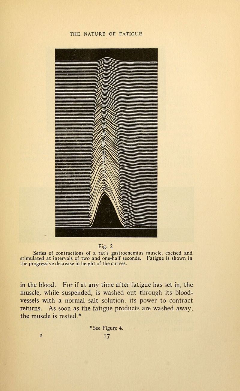 Fig. 2 Series of contractions of a rat's gastrocnemius muscle, excised and stimulated at intervals of two and one-half seconds. Fatigue is shown in the progressive decrease in height of the curves. in the blood. For if at any time after fatigue has set in, the muscle, while suspended, is washed out through its blood- vessels with a normal salt solution, its power to contract returns. As soon as the fatigue products are washed away, the muscle is rested.* • See Figure 4.