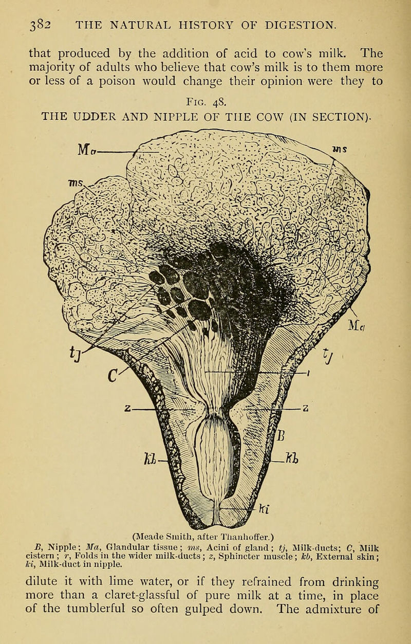 that produced by the addition of acid to cow's milk. The majority of adults who believe that cow's milk is to them more or less of a poison would change their opinion were they to Fig. 48. THE UDDER AND NIPPLE OF THE COW (IN SECTION). (Meade Smith, after Thanhoffer.) B, Nipple; Ma, Glandular tissue; ms, Acini of gland; tj, Milk-ducts; C, Milk cistern ; r, Folds in the wider milk-ducts ; 2, Sphincter muscle; kb, External skin; ki, Milk-duct in nipple. dilute it with lime water, or if they refrained from drinking more than a claret-glassful of pure milk at a time, in place of the tumblerful so often gulped down. The admixture of