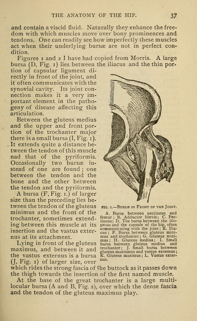 and contain a viscid fluid. Naturally they enhance the free- dom with which muscles move over bony prominences and tendons. One can readily see how imperfectly these muscles act w^hen their underlying bursas are not in perfect con- dition. Figures i and 2 I have had copied from Morris. A large bursa (D, Fig. i) lies between the iliacus and the thin por- tion of capsular ligament di- rectly in front of the joint, and it often communicates with the synovial cavity. Its joint con- nection makes it a very im- portant element in the patho- geny of disease affecting this articulation. Between the gluteus medius and the upper and front por- tion of the trochanter major there is a small bursa (I, Fig. i). It extends quite a distance be- tween the tendon of this muscle nad that of the pyriformis. Occasionally two bursae in- stead of one are found ; one between the tendon and the bone and the other between the tendon and the pyriformis. A bursa (F, Fig. i.) of larger size than the preceding lies be- tween the tendon of the gluteus fig. i.—Burs^ in Front of the Joint. minimus and the front of the a. Bursa between pectineus and trorhflnter «;ometime«; p-JftenH- femur; B. Adductor brevis; C. Pec- irucnaiuer, bumetimes exienu- ^j^eus; D. The bursa between the ilio- ing between this muscle at its psoas and the capsule of the hip, often insertion and the vastus exter- c^s; F. Bursa between grluteus mini- nUS at its attachment. i^s and trochanter; G Gluteus mini- T . • r r 1 1 mus ; H. Gluteus medius; I. bmall JLymg in rront or the gluteus bursa between gluteus medius and maximus, and between it and S^SSf^^ii^J^J-^„^LaSex'Smu the vastus externus is a bursa &• Gluteus maximus; L. Vastus exter- (J, Fig. i) of larger size, over ^^' which rides the strong fascia of the buttock as it passes down the thigh towards the insertion of the first named muscle. At the base of the great trochanter is a large multi- iocular bursa (A and B, Fig. 2), over which the dense fascia and the tendon of the gluteus maximus play.