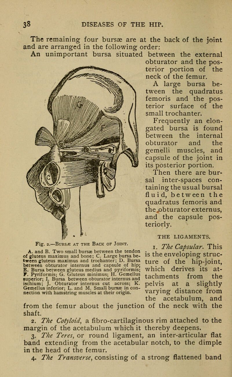 The remaining four bursae are at the back of the joint and are arranged in the following order: An unimportant bursa situated between the external obturator and the pos- terior portion of the neck of the femur. A large bursa be- tween the quadratus femoris and the pos- terior surface of the small trochanter. Frequently an elon- gated bursa is found between the internal obturator and the gemelli muscles, and capsule of the joint in its posterior portion. Then there are bur- sal inter-spaces con- taining the usual bursal fluid, between the quadratus femoris and the ..obturator externus, and the capsule pos- teriorly. THE LIGAMENTS. I. The Capsular. This is the enveloping struc- ture of the hip-joint, which derives its at- tachments from the pelvis at a slightly varying distance from Fig, 2.—BURS^ AT THE BaCK OF JOINT. A. and B. Two small bursae between the tendon of gluteus maximus and bone; C. Large bursa be- tween gluteus maximus and trochanter; D. Bursa between obturator internus and capsule of hip; E. Bursa between gluteus medius and pyriformis; F. Pyriformis; G. Gluteus minimus; H. Gemellus superior; L Bursa between obturator internus and ischium; J. Obturator internus cut across; K. Gemellus inferior; L. and M. Small bursae in con- nection with hamstring muscles at their origin. the acetabulum, and from the femur about the junction of the neck with the shaft. 2. The Cotyloid^ a fibro-cartilaginous rim attached to the margin of the acetabulum which it thereby deepens. 3. The TereSy or round ligament, an inter-articular flat band extending from the acetabular notch, to the dimple in the head of the femur. 4. The Transverse, consisting of a strong flattened band