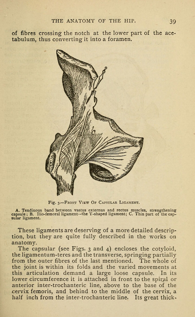 of fibres crossing the notch at the lower part of the ace- tabulum, thus converting it into a foramen. Fig. 3.—Front View Of Capsular Ligament. A. Tendinous band between vastus externus and rectus muscles, strengthening: capsule: B. Ilio-femoral ligament—the Y-shaped ligament; C. Thin part of the cap- sular ligament. These ligaments are deserving of a more detailed descrip- tion, but they are quite fully described in the works on anatomy. The capsular (see Figs. 3 and 4) encloses the cotyloid, the ligamentum-teres and the transverse, springing partially from the outer fibres of the last mentioned. The whole of the joint is within its folds and the varied movements at this articulation demand a large loose capsule. In its lower circumference it is attached in front to the spiral or anterior inter-trochanteric line, above to the base of the cervix femoris, and behind to the middle of the cervix, a half inch from the inter-trochanteric line. Its great thicks