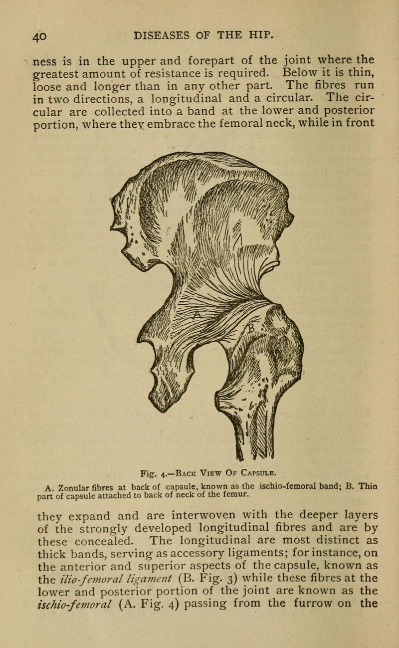 ness is in the upper and forepart of the joint where the greatest amount of resistance is required. Below it is thin, loose and longer than in any other part. The fibres run in two directions, a longitudinal and a circular. The cir- cular are collected into a band at the lower and posterior portion, where they embrace the femoral neck, while in front Fig. 4.—Back View Of Capsule. A, Zonular fibres at back of capsule, known as the ischio-femoral band; B. Thin part of capsule attached to back of neck of the femur. they expand and are interwoven with the deeper layers of the strongly developed longitudinal fibres and are by these concealed. The longitudinal are most distinct as thick bands, serving as accessory ligaments; for instance, on the anterior and superior aspects of the capsule, known as the ilio-fevioral ligament (B. Fig. 3) while these fibres at the lower and posterior portion of the joint are known as the ischio-femoral (A. Fig. 4) passing from the furrow on the