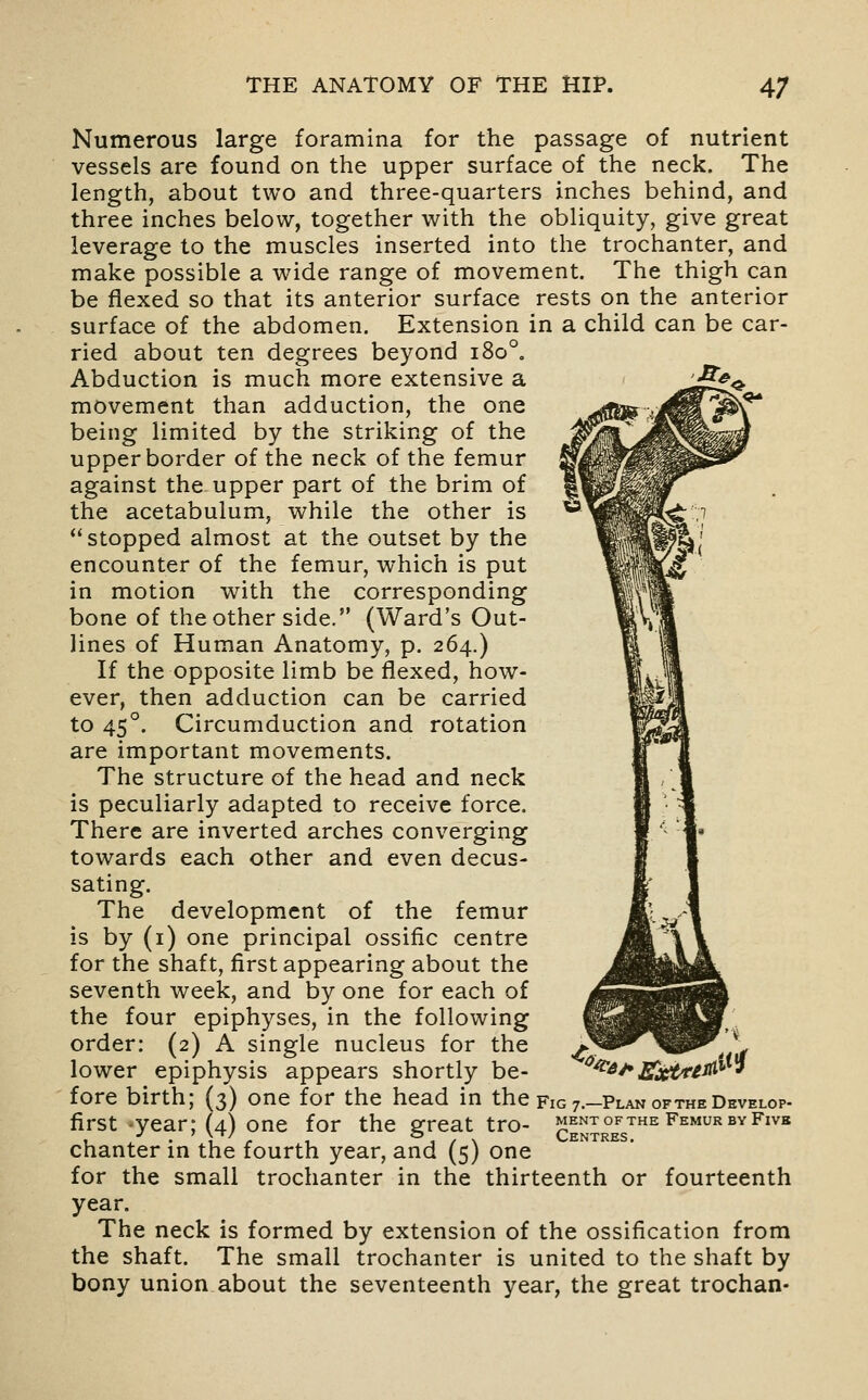 Numerous large foramina for the passage of nutrient vessels are found on the upper surface of the neck. The length, about two and three-quarters inches behind, and three inches below, together with the obliquity, give great leverage to the muscles inserted into the trochanter, and make possible a wide range of movement. The thigh can be flexed so that its anterior surface rests on the anterior surface of the abdomen. Extension in a child can be car- ried about ten degrees beyond i8o°. Abduction is much more extensive a movement than adduction, the one being limited by the striking of the upper border of the neck of the femur against the upper part of the brim of the acetabulum, while the other is stopped almost at the outset by the encounter of the femur, which is put in motion with the corresponding bone of the other side. (Ward's Out- lines of Human Anatomy, p. 264.) If the opposite limb be flexed, how- ever, then adduction can be carried to 45°. Circumduction and rotation are important movements. The structure of the head and neck is peculiarly adapted to receive force. There are inverted arches converging towards each other and even decus- sating. The development of the femur is by (i) one principal ossific centre for the shaft, first appearing about the seventh week, and by one for each of the four epiphyses, in the following order: (2) A single nucleus for the lower epiphysis appears shortly be- fore birth; (3) one for the head in the FiGj.-PtANOFTHEDEVELOP- first -year; (4) one for the great tro- mento^f^the Femur by Fivb chanter in the fourth year, and (5) one for the small trochanter in the thirteenth or fourteenth year. The neck is formed by extension of the ossification from the shaft. The small trochanter is united to the shaft by bony union about the seventeenth year, the great trochan- ^^^^A^^^/irti^iT