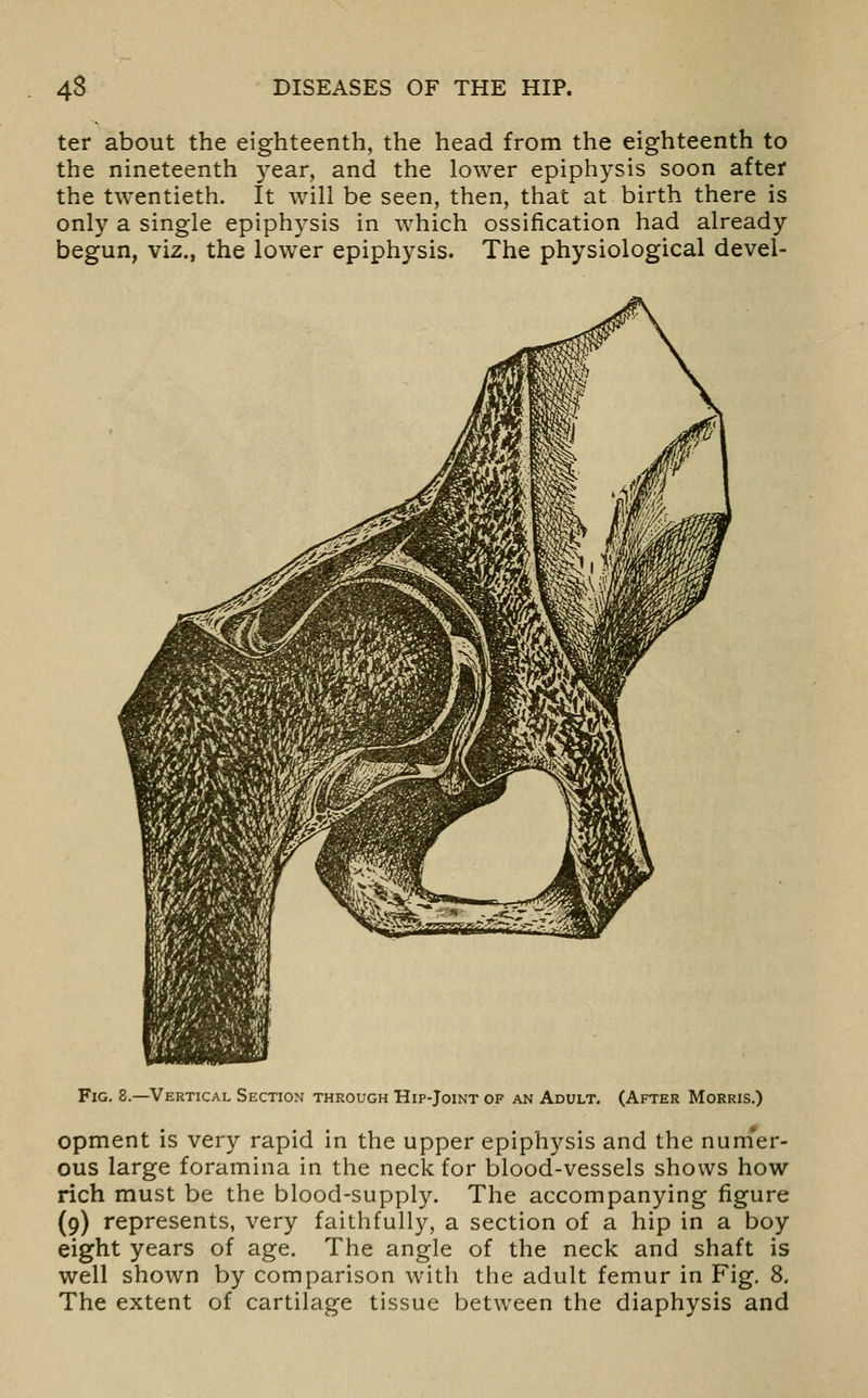 ter about the eighteenth, the head from the eighteenth to the nineteenth year, and the lower epiphysis soon after the twentieth. It will be seen, then, that at birth there is only a single epiph5^sis in which ossification had already begun, viz., the lower epiphysis. The physiological devel- FiG. 8.—Vertical Section through Hip-Joint of an Adult. (After Morris.) opment is very rapid in the upper epiphysis and the nurner- ous large foramina in the neck for blood-vessels shows how rich must be the blood-supply. The accompanying figure (9) represents, very faithfully, a section of a hip in a boy eight years of age. The angle of the neck and shaft is well shown by comparison with the adult femur in Fig. 8. The extent of cartilage tissue between the diaphysis and