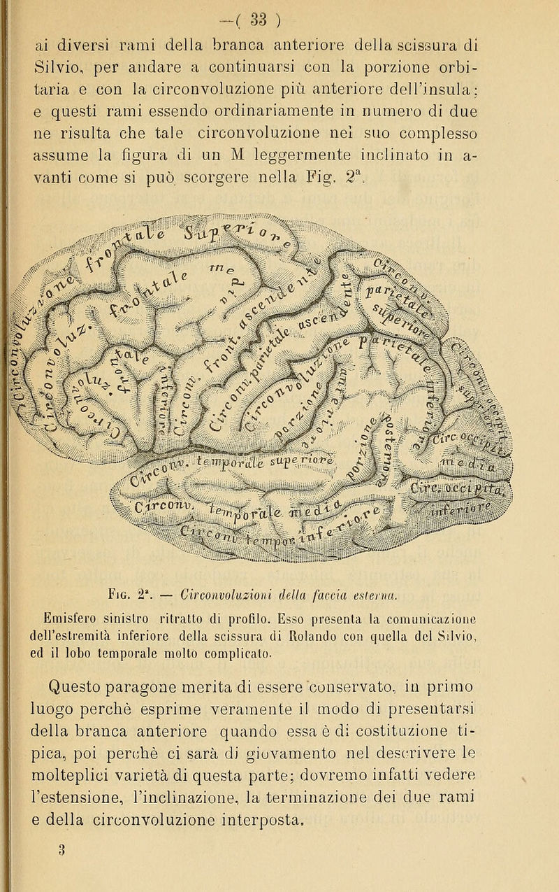 ai diversi rami della branca anteriore della scissura di Silvio, per andare a continuarsi con la porzione orbi- taria e con la circonvoluzione più anteriore dell'insula; e questi rami essendo ordinariamente in numero di due ne risulta che tale circonvoluzione nel suo complesso assume la figura di un M leggermente inclinato in a- vanti come si può scorgere nella Fig, 2^.. A 1 2 r,! ^ Fig. 2. — Circonvoluzioni della faccia esterna. Emisfero sinistro ritratto di profilo. Esso presenta la comunicazione dell'estremità inferiore della scissura di Rolando con quella del Silvio, ed il lobo temporale molto complicato. Questo paragone merita di essere conservato, in primo luogo perchè esprime veramente il modo di presentarsi della branca anteriore quando essa è di costituzione ti- pica, poi perchè ci sarà di giovamento nel descrivere le molteplici varietà di questa parte; dovremo infatti vedere l'estensione, l'inclinazione, la terminazione dei due rami e della circonvoluzione interposta.