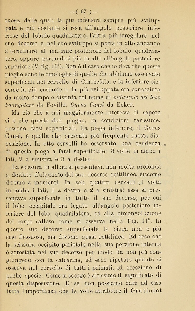 tuose, delle quali la più inferiore sempre più svilup- pata e più costante si reca all'angolo posteriore infe- riose del lobulo quadrilatero, l'altra più irregolare nel suo decorso e nel suo sviluppo si porta in alto andando a terminare al margine posteriore del lobulo quadrila- tero, oppure portandosi più in alto all'angolo posteriore superiore (V.fìg. 10^). Non è il caso che io dica che queste pieghe sono le omologhe di quelle che abbiamo osservato superficiali nel cervello di Cinocefalo, e la inferiore sic- come la più costante e la più sviluppata era conosciuta da molto tempo e distinta col nome di peduncolo del lobo triangolare da Foville, Gyrus Cunei da Ecker. Ma ciò che a noi maggiormente interessa di sapere si è che queste due pieghe, in condizioni rarissime, possono farsi superficiali. La piega inferiore, il Gyrus Cunei, è quella che presenta più frequente questa dis- posizione. In otto cervelli ho osservato una tendenza di questa piega a farsi superficiale: 3 volte in ambo i lati, 2 a sinistra e 3 a destra. La scissura in allora si presentava non molto profonda e deviata d'alquanto dal suo decorso rettilineo, siccome diremo a momenti. In soli quattro cervelli (1 volta in ambo i lati, I a destra e 2 a sinistra) essa si pre- sentava superficiale in tutto il suo decorso, per cui il lobo occipitale era legato all'angolo posteriore in- feriore del lobo quadrilatero, od alla circonvoluzione del corpo calloso come si osserva nella Fig. IF. In questo suo decorso superficiale la piega non è più cosi flessuosa, ma diviene quasi rettilinea. Ed ecco che la scissura occipito-parietale nella sua porzione interna è arrestata nel suo decorso per modo da non più con- giungersi con la calcarina, ed ecco ripetuto quanto si osserva nel cervello di tutti i primati, ad eccezione di poche specie. Come si scorge è altissimo il significato di questa disposizione. E se non possiamo dare ad essa tutta l'importanza che le volle attribuire il Gratiolet