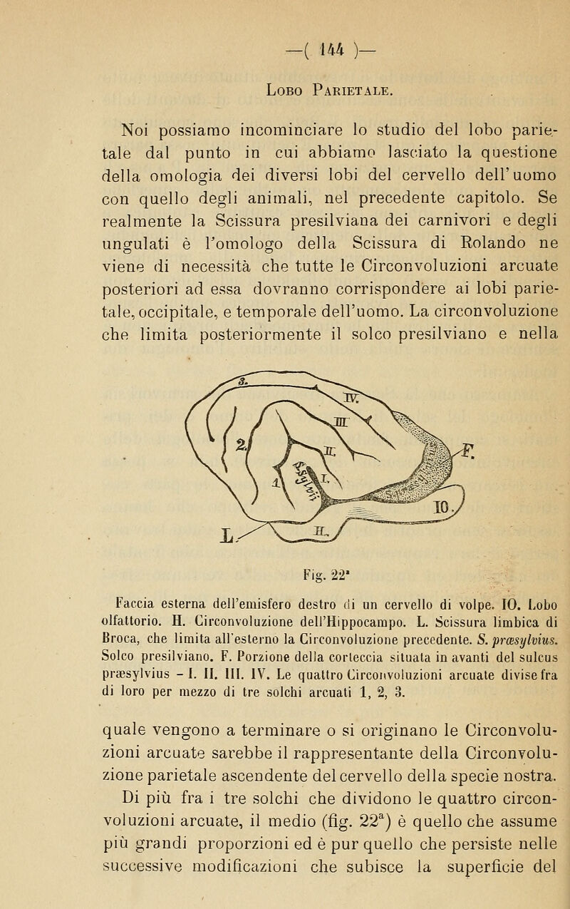 Lobo Parietale. Noi possiamo incominciare lo studio del lobo parie- tale dal punto in cui abbiamo lasciato la questione della omologia dei diversi lobi del cervello dell'uomo con quello degli animali, nel precedente capitolo. Se realmente la Scissura presilviana dei carnivori e degli ungulati è l'omologo della Scissura di Rolando ne viene di necessità che tutte le Circonvoluzioni arcuate posteriori ad essa dovranno corrispondere ai lobi parie- tale, occipitale, e temporale dell'uomo. La circonvoluzione che limita posteriormente il solco presilviano e nella Fig. 22* Faccia esterna dell'emisfero destro di un cervello di volpe. IO. Lobo olfattorio. H. Circonvoluzione dell'Hippocampo. L. Scissura limbica di Broca, che limita all'esterno la Circonvoluzione precedente. S. prwsylvius. Solco presilviano. F. Porzione della corteccia situata in avanti del sulcus prgesylvius -1. II. III. IV. Le quattro Circonvoluzioni arcuate divise fra di loro per mezzo di tre solchi arcuati 1, 2, 3. quale vengono a terminare o si originano le Circonvolu- zioni arcuate sarebbe il rappresentante della Circonvolu- zione parietale ascendente del cervello della specie nostra. Di pili fra i tre solchi che dividono le quattro circon- voluzioni arcuate, il medio (fig. 22^) è quello che assume pili grandi proporzioni ed è pur quello che persiste nelle successive modificazioni che subisce la superficie del