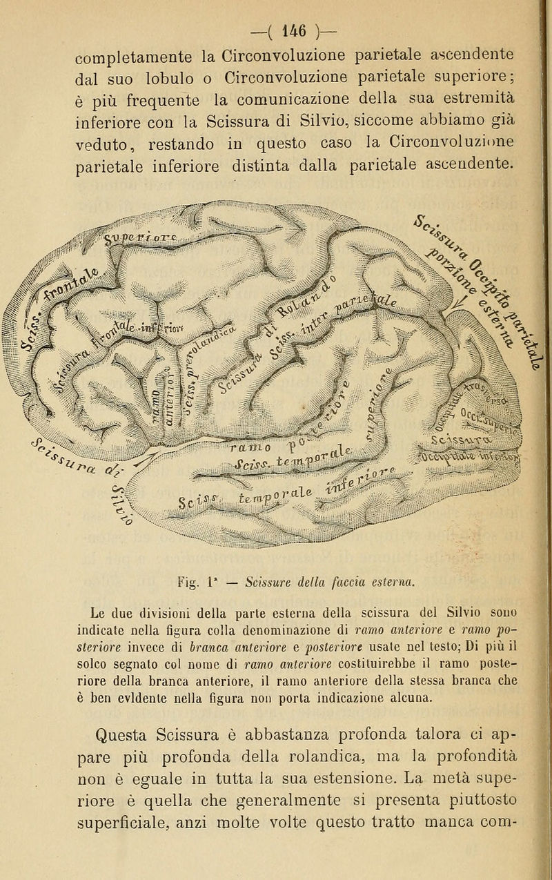 completamente la Circonvoluzione parietale ascendente dal suo lobulo o Circonvoluzione parietale superiore; è pili frequente la comunicazione della sua estremità inferiore con la Scissura di Silvio, siccome abbiamo già veduto, restando in questo caso la Circonvoluzione parietale inferiore distinta dalla parietale ascendente. ^P^rr-.. f--. :::..^«^'V C?^.lS:i' \(>.'(XlV%'^' Fig. 1* — Scissure della faccia esterna. Le due divisioni della parte esterna della scissura del Silvio sono indicate nella figura colla denominazione di ramo anteriore e ramo 'po- steriore invece di branca anteriore e -posteriore usate nel testo; Di più il solco segnato col nome di ramo anteriore costituirebbe il ramo poste- riore della branca anteriore, il ramo anteriore della stessa branca che è ben evidente nella figura non porta indicazione alcuna. Questa Scissura è abbastanza profonda talora ci ap- pare più profonda della rolandica, ma la profondità non è eguale in tutta la sua estensione. La metà supe- riore è quella che generalmente si presenta piuttosto superficiale, anzi molte volte questo tratto manca com-