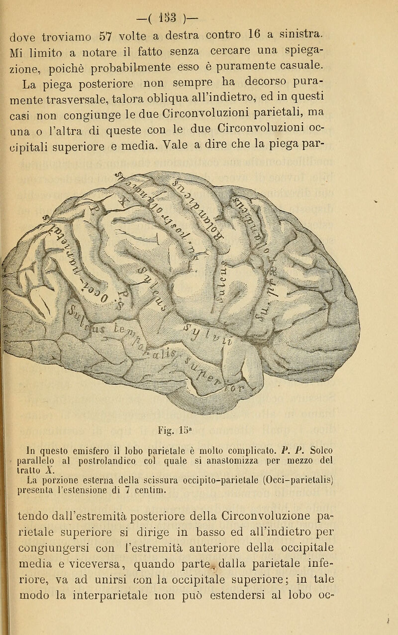 dove troviamo 57 volte a destra contro 16 a sinistra. Mi limito a notare il fatto senza cercare una spiega- zione, poiché probabilmente esso è puramente casuale. La piega posteriore non sempre ha decorso pura- mente trasversale, talora obliqua all'indietro, ed in questi casi non congiunge le due Circonvoluzioni parietali, ma una o l'altra di queste con le due Circonvoluzioni oc- cipitali superiore e media. Vale a dire che la piega par- L.V2.. Fig. 15* In questo emisfero il lobo parietale è molto complicato. P. P. Solco parallelo al postrolandico col quale si anastomizza per mezzo del tratto X. La porzione esterna della scissura occipito-parietale (Occi-parietalis) presenta l'estensione di 7 centim. tendo dall'estremità posteriore della Circonvoluzione pa- rietale superiore si dirige in basso ed all'indietro per congiungersi con l'estremità anteriore della occipitale media e viceversa, quando parte.=, dalla parietale infe- riore, va ad unirsi con la occipitale superiore; in tale modo la interparietale non può estendersi al lobo oc-