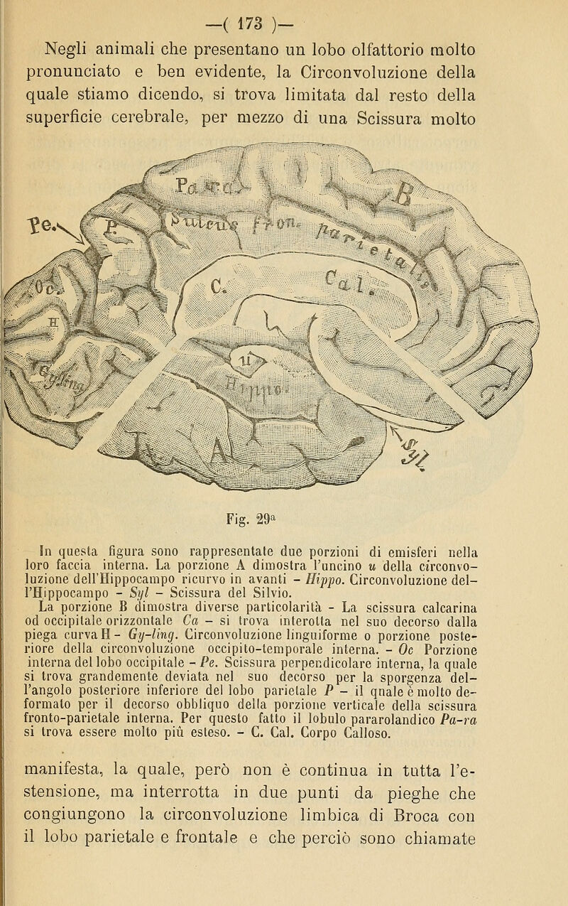 Negli animali che presentano un lobo olfattorio molto pronunciato e ben evidente, la Circonvoluzione della quale stiamo dicendo, si trova limitata dal resto della superficie cerebrale, per mezzo di una Scissura molto / ì Fig. 29^ In questa figura sono rappresentate due porzioni di emisferi nella loro faccia interna. La porzione A dimostra l'uncino u della circonvo- luzione dcll'Hippocampo ricurvo in avanti - Hippo. Circonvoluzione del- l'Hippocampo - Syl - Scissura del Silvio. La porzione B dimostra diverse particolarità - La scissura calcarina od occipitale orizzontale Ca - si trova interolta nel suo decorso dalla piega curva H- Gy-ling. Circonvoluzione linguiforme o porzione poste- riore delia circonvoluzione occipito-temporale interna. - Oc Porzione interna del lobo occipitale - Pe. Scissura perpendicolare interna, la quale si trova grandemente deviata nel suo decorso per la sporgenza del- l'angolo posteriore inferiore del lobo parietale P - il qnale è molto de- formalo per il decorso obbliquo della porzione verticale della scissura fronte-parietale interna. Per questo fatto il lobulo pararolandico Pa-ra si trova essere molto piti esteso. - C. Cai. Corpo Calloso. manifesta, la quale, però non è continua in tutta l'e- stensione, ma interrotta in due punti da pieghe che congiungono la circonvoluzione li rabica di Broca con il lobo parietale e frontale e che perciò sono chiamate