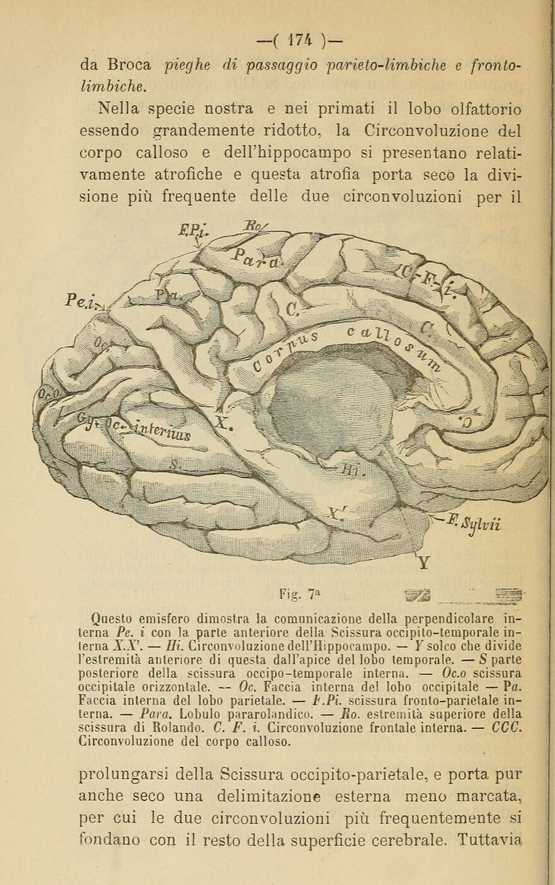 da Broca pieghe di passaggio parieto-limbiche e fronto- limbiche. Nella specie nostra e nei primati il lobo olfattorio essendo grandemente ridotto, la Circonvoluzione del corpo calloso e dell'hippocampo si presentano relati- vamente atrofiche e questa atrofia porta seco la divi- sione piii frequente delle due circonvoluzioni per il Fig. 7« ^^ Questo emisfero dimostra la comunicazione della perpendicolare in- terna Pe. i con la parte anteriore della Scissura occipito-temporale in- terna XX'. — Hi. Circonvoluzionedell'Hippocampo. — Fsolco che divide l'estremità anteriore di questa dall'apice del lobo temporale. —S parte posteriore della scissura occipo-temporale interna. — Oc.o scissura occipitale orizzontale. — Oc. Faccia interna del lobo occipitale — Pa. Faccia interna del lobo parietale. — t.Pi. scissura fronto-parietale in- terna. — Para. Lobulo pararolandico. — Ro. estremità superiore della scissura di Rolando. C. F. i. Circonvoluzione frontale interna. — CCC. Circonvoluzione del corpo calloso. prolungarsi della Scissura occipito-parietale, e porta pur anche seco una delimitazione esterna meno marcata, per cui le due circonvoluzioni piìi frequentemente si fondano con il resto della superficie cerebrale. Tuttavia