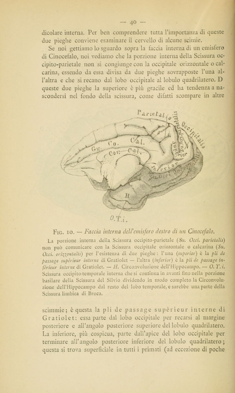 dicolare interna. Per ben comprendere tutta l'importanza di queste due pieghe conviene esaminare il cervello di alcune scimie. Se noi gettiamo lo sguardo sopra la iaccia interna di un emisfero di Cinocefalo, noi vediamo che la porzione interna della Scissura oc- cipito-parietale non si congiunge con la occipitale orizzontale o cai- carina, essendo da essa divisa da due pieghe sovrapposte l'una al- l'altra e che si recano dal lobo occipitale al lobulo quadrilatero. D queste due pieghe la superiore è più gracile ed ha tendenza a na- scondersi nel fondo della scissura, come difatti scompare in altre L^Z-Vr «i,rrt O.T.i. Fig. io. — Faccia interna dei?emisfero destro dì ini Cinocefalo. La porzione interna della Scissura occipito-parietale (Su. Oca. parietali!) non può comunicare con la Scissura occipitale orizzontale o calcarina (Su. Occi. orixontaìis) per l'esistenza di due pieghe: l'una (superìor) è la pli de passage supérieur interne di Gratiolet — l'altra (inferior) è la pli de passale in- férieur interne di Gratiolet. — H. Circonvoluzione dell'Hippocampo. — 0. T.i. Scissura occipito-temporale interna che si continua in avanti fino nella porzione basilare della Scissura del Silvio dividendo in modo completo la Circonvolu- zione dell'Hippocampo dal resto dei lobo temporale, e sarebbe una parte della Scissura limbica di Brcca. scimmie; è questa la pli de passage supérieur interne di Gratiolet: essa parte dal lobo occipitale per recarsi al margine posteriore e all'angolo posteriore superiore del lobulo quadrilatero. La inferiore, più cospicua, parte dall'apice del lobo occipitale per terminare all'angolo posteriore inferiore del lobulo quadrilatero; questa si trova superficiale in tutti i primati (ad eccezione di poche