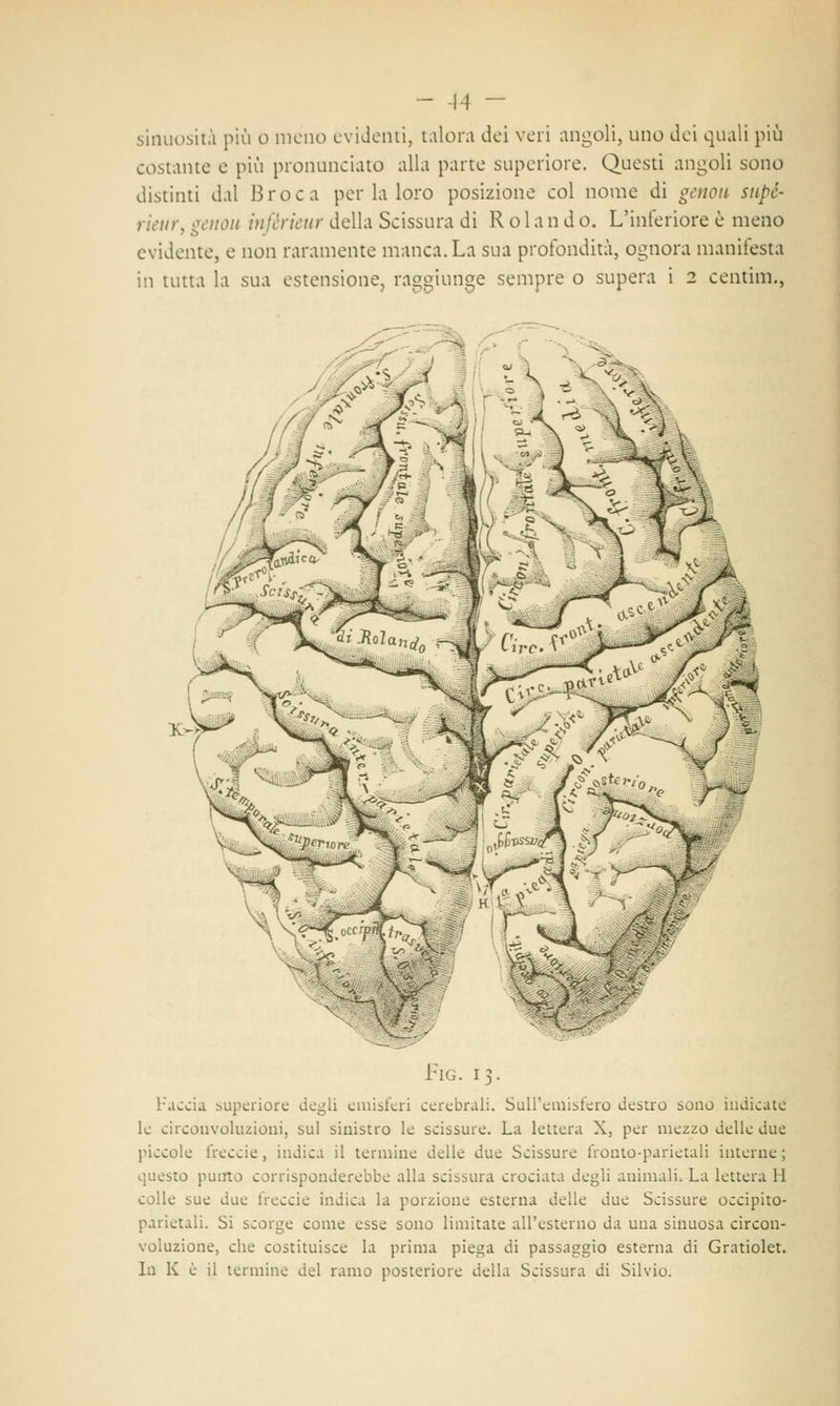 sinuosità più o meno evidenti, talora dei veri angoli, uno dei quali più costante e più pronunciato alla parte superiore. Questi angoli sono distinti dal Broca per la loro posizione col nome di genou sape- ridir, genou infèrieur della Scissura di R o 1 a n d o. L'inferiore è meno evidente, e non raramente manca. La sua profondità, ognora manifesta in tutta la sua estensione, raggiunge sempre o supera i 2 centina., M Fig. 13. Faccia supcriore degli emisferi cerebrali. Sull'emisfero destro sono indicate le circonvoluzioni, sul sinistro le scissure. La lettera X, per mezzo delle due piccole freccie, indica il termine delle due Scissure fronto-parietali interne; questo punto corrisponderebbe alla scissura crociata degli animali. La lettera H colle sue due freccie indica la porzione esterna delle due Scissure occipito- parietali. Si scorge come esse sono limitate all'esterno da una sinuosa circon- voluzione, che costituisce la prima piega di passaggio esterna di Gratiolet. In K è il termine del ramo posteriore della Scissura di Silvio.