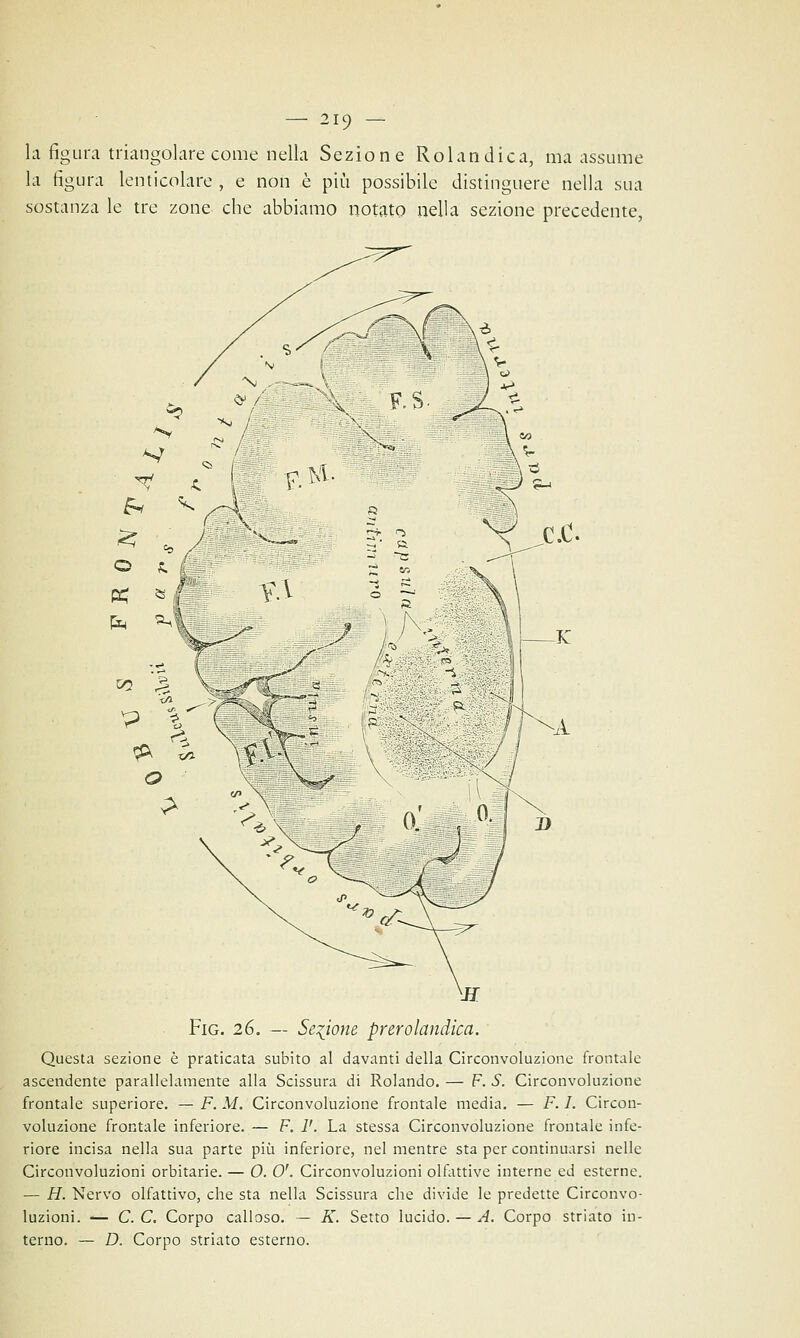 la figura triangolare come nella Sezione Rolandica, ma assume la figura lenticolare , e non è più possibile distinguere nella sua sostanza le tre zone che abbiamo notato nella sezione precedente, Fig. 26. — Sezione prerolandica. Questa sezione è praticata subito al davanti della Circonvoluzione frontale ascendente parallelamente alla Scissura di Rolando. — F. S. Circonvoluzione frontale superiore. — F. M. Circonvoluzione frontale media. — F. I. Circon- voluzione frontale inferiore. — F. V. La stessa Circonvoluzione frontale infe- riore incisa nella sua parte più inferiore, nel mentre sta per continuarsi nelle Circonvoluzioni orbitarie. — O. 0'. Circonvoluzioni olfattive interne ed esterne. — H. Nervo olfattivo, che sta nella Scissura che divide le predette Circonvo- luzioni. — C.C. Corpo calloso. — K. Setto lucido. — A. Corpo striato in- terno. — D. Corpo striato esterno.