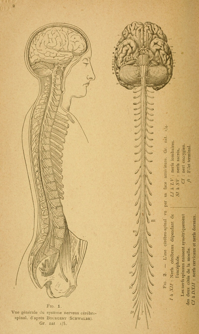 FiG. 1. Vue générale du système nerveux cérébro- spinal, d'après Bourgery (Schwalee). Gr. nat i/5.