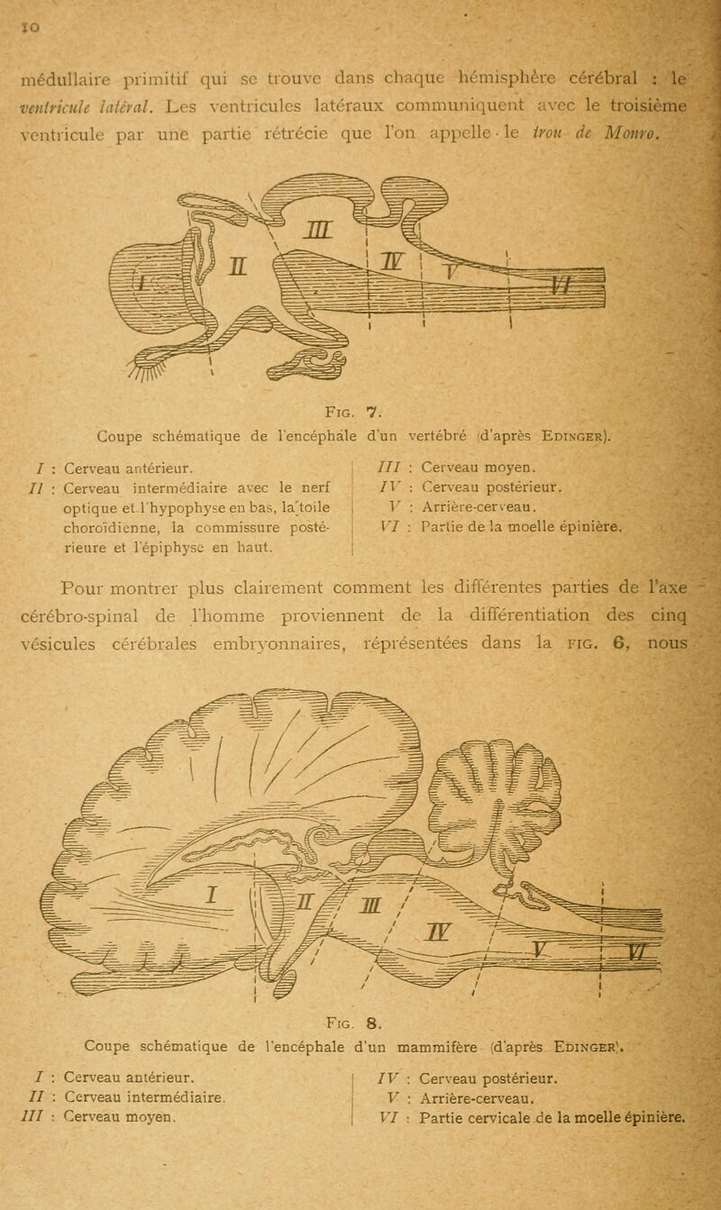 médullaire primitif qui se trouve dans chaque hémisphère cérébral : le veuiricule latéral. Les ventricules latéraux communiquent avec le troisième \ entricule par une partie rétrécie que l'on appelle ■ le trou de Monro. I II FiG. 7. Coupe schématique de l'encéphale d'un vertébré 'd'aprè?; Edinger) Cerveau antérieur. Cerveau intermédiaire avec le nerf optique et l'hypophyse en bas, la[toile choro'idienne, la commissure posté- rieure et l'épiphyse en haut. /// : Cerveau moyen. /T : Cerveau postérieur. 1' ; Arrière-cerveau. VI : Partie de la moelle épinière. Pour montrer plus clairement comment les différentes parties de l'axe cérébro-spinal de l'homme proviennent de la différentiation des cinq vésicules cérébrales embrN'onnaires, réprésentées dans la fig. 6, nous FiG. 8. Coupe schématique de l'encéphale d'un mammifère (d'après Edinger). / : Cerveau antérieur. // : Cerveau intermédiaire. IV : Cerveau postérieur. V : Arrière-cerveau.