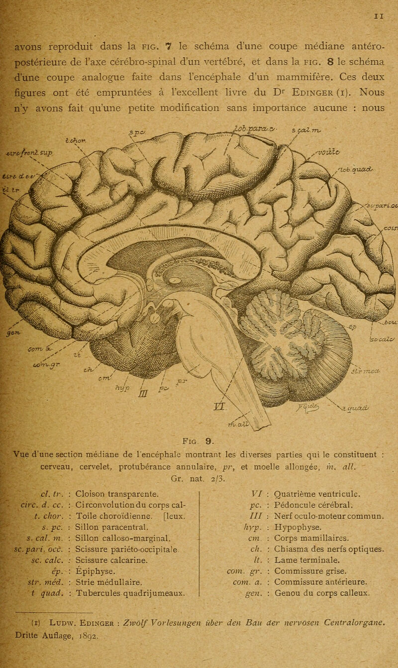 postérieure de l'axe cérébro-spinal d'un vertébré, et dans la fig. 8 le schéma d'une coupe analogue faite dans l'encéphale d'un mammifère. Ces deux figures ont été empruntées à l'excellent livre du D^ Edinger (i). Nous n'y avons fait qu'une petite modification sans importance aucune : nous Ich.poc-ro/.c- t^irt/front sup lob q-aùLOi' ^lj_ujSUO Fig. 9. Vue d'une section médiane de l'encéphale montrant les diverses parties qui le constituent : cerveau, cervelet, protubérance annulaire, pr, et moelle allongée, (h. ail. Gr. nat. 2/3. cl. tr. : Cloison transparente. VI Quatrième ventricule. cire. d. ce. : Circonvolutiondu corps cal- pc. Pédoncule cérébral. t. chor. ; Toile choro'idienne. [leux. m Nerf oculo-moteur commun. s. pc. : Sillon paracentral. hyp. Hypophyse. s. cal. }n. : Sillon calloso-marginal. cm Corps mamillaires. se.pari. occ. : Scissure pariéto-occipitale. eh. Chiasma des nerfs optiques. se. cale. ; Scissure calcarine. It. Lame terminale. ép. : Épiphyse. com. gr. Commissure grise. str. méd. : Strie médullaire. com. a. Commissure antérieure. t quad. : Tubercules quadrijumeaux. gen. Genou du corps calleux, (r) LuDw. Edinger : Zwolf Vorlesungen iïber den Ban der nervosen Centralorgane. Dritte Auflage, 1892.