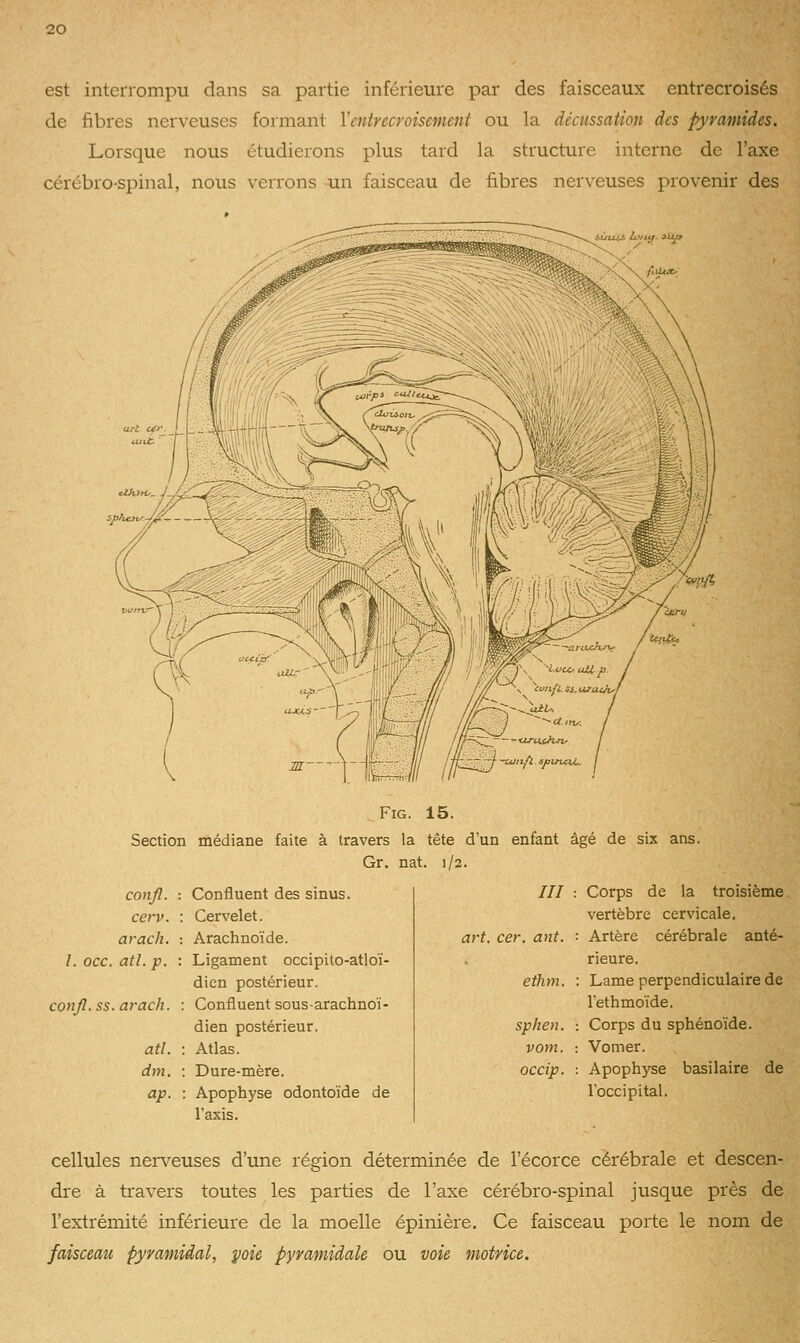 est interrompu dans sa partie inférieure par des faisceaux entrecroisés de fibres nerveuses formant Y entrecroisement ou la dcciissation des pyramides. Lorsque nous étudierons plus tard la structure interne de l'axe cérébro-spinal, nous verrons un faisceau de fibres nerveuses provenir des FiG. 15. Section médiane faite à travers la tète d'un enfant âgé de six ans. Gr. nat. 1/2. confl. Confluent des sinus. III Corps de la troisième cerv. : Cervelet. vertèbre cervicale. arach. : Arachnoïde. art. cer. ant. : Artère cérébrale anté- l. occ. atl. p. Ligament occipito-atloï- rieure. dien postérieur. ethm. : Lame perpendiculaire de conjl.ss. arach. : Confluent sous-arachnoï- l'ethmoïde. dien postérieur. sphen. : Corps du sphénoïde. atl. : Atlas. vom. : Vomer. dm. : Dure-mère. occip. : Apophyse basilaire de ap. : Apophyse odontoïde de l'axis. l'occipital. cellules nen^euses d'une région déterminée de lecorce cérébrale et descen- dre à travers toutes les parties de l'axe cérébro-spinal jusque près de l'extrémité inférieure de la moelle épinière. Ce faisceau porte le nom de faisceau pyramidal, paie pyramidale ou voie motrice.