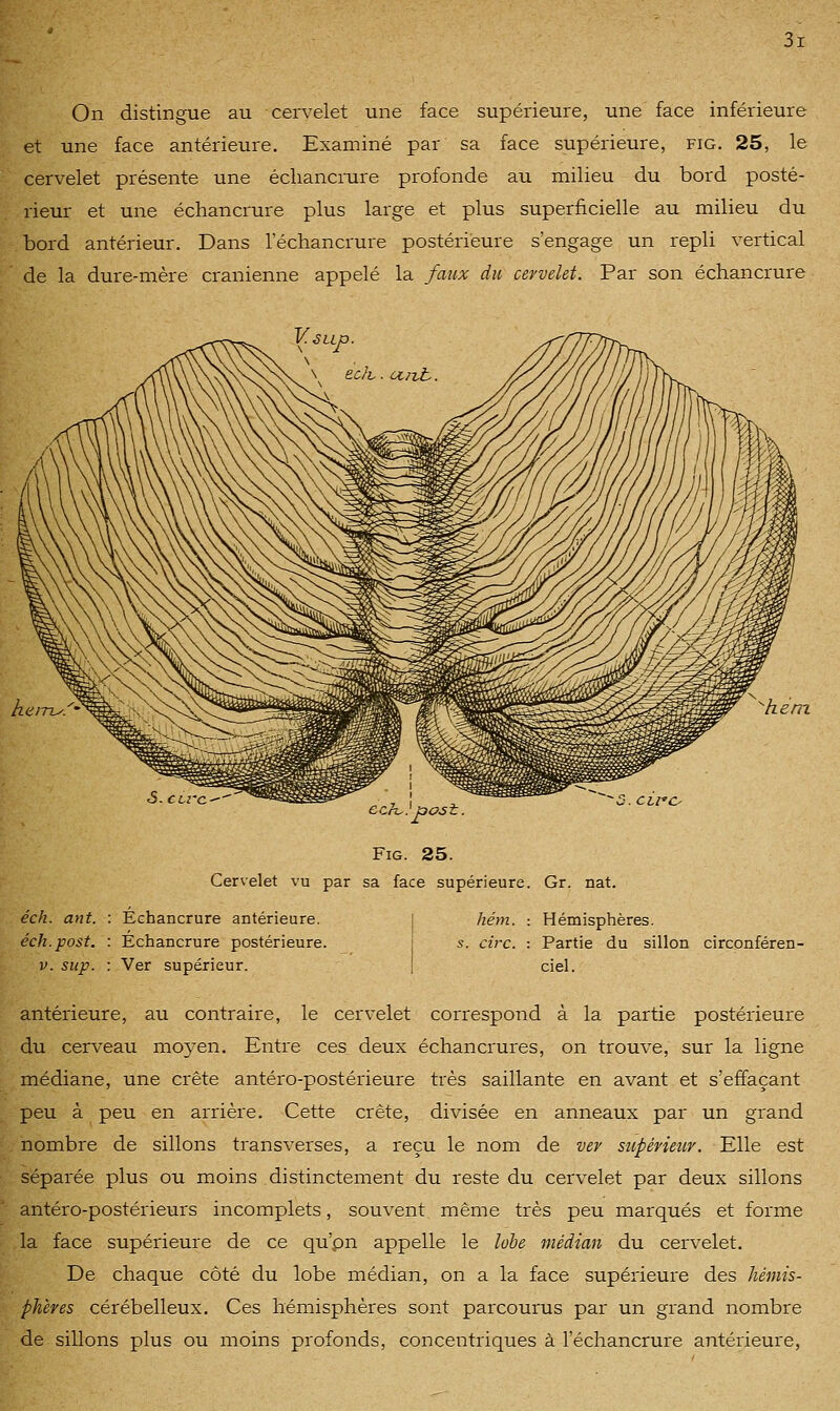 On distingue au cervelet une face supérieure, une face inférieure et une face antérieure. Examiné par sa face supérieure, fig. 25, le cervelet présente une éclianciTire profonde au milieu du bord posté- rieur et une échancrure plus large et plus superficielle au milieu du bord antérieur. Dans l'échancrure postérieure s'engage un repli vertical de la dure-mère crânienne appelé la faux du cervelet. Par son échancrure hem cch^} -oost. Fig. 25. Cervelet vu par sa face supérieure. Gr. nat. 3. Ci/'c- éch. ant. : Échancrure antérieure. éch.post. : Échancrure postérieure. V. Slip. : Ver supérieur. hém. : Hémisphères, s. cire. : Partie du sillon circonféren- ciel. antérieure, au contraire, le cervelet correspond à la partie postérieure du cerveau moyen. Entre ces deux échancrures, on trouve, sur la ligne médiane, une crête antéro-postérieure très saillante en avant et s'effaçant peu à peu en arrière. Cette crête, divisée en anneaux par un grand nombre de sillons transverses, a reçu le nom de ver supérieur. Elle est séparée plus ou moins distinctement du reste du cervelet par deux sillons antéro-postérieurs incomplets, souvent même très peu marqués et forme la face supérieure de ce qu'on appelle le lobe médian du cervelet. De chaque côté du lobe médian, on a la face supérieure des hémis- phères cérébelleux. Ces hémisphères sont parcourus par un grand nombre de sillons plus ou moins profonds, concentriques à l'échancrure antérieure,