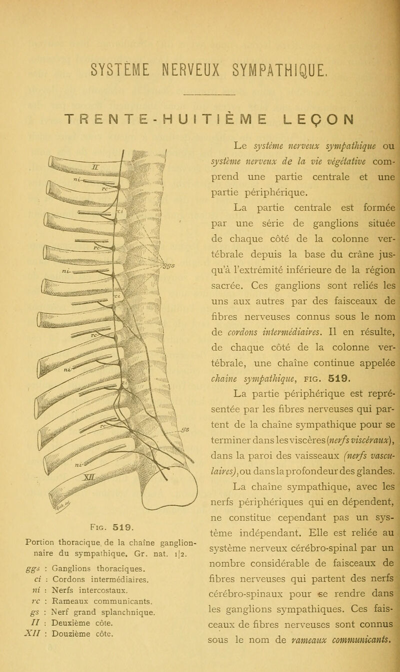 SYSTÈME NERVEUX SYMPATHIQUE. TR E NTE-H U ITI È IVI E LEÇON Le système nerveux sympathique ou système nerveux de la vie végétative com- prend une partie centrale et une partie périphérique. La partie centrale est formée par une série de ganglions située de chaque côté de la colonne ver- tébrale depuis la base du crâne jus- qu'à l'extrémité inférieure de la région sacrée. Ces ganglions sont reliés les uns aux autres par des faisceaux de fibres nerveuses connus sous le nom de cordons intermédiaires. Il en résulte, de chaque côté de la colonne ver- tébrale, une chaîne continue appelée chaîne sympathique, fig. 519. La partie périphérique est repré- sentée par les fibres nerveuses qui par- tent de la chaîne sympathique pour se terminer dans les viscères (wê?/s viscéraux), dans la paroi des vaisseaux (nerfs vascu- lairesj jOU dans la profondeur des glandes. La chaîne sympathique, avec les nerfs périphériques qui en dépendent, ne constitue cependant pas un 55^3- tème indépendant. Elle est reliée au sj^stème nerveux cérébro-spinal par un nombre considérable de faisceaux de fibres nerveuses qui partent des nerfs cérébro-spinaux pour €e rendre dans les ganglions sympathiques. Ces fais- ceaux de fibres nerveuses sont connus sous le nom de rameaux communicants. Fig. 519. Portion thoracique de la chaîne ganglion- naire du sympathique. Gr. nat. i|2. ggs : Ganglions thoraciques. ci : Cordons intermédiaires. ni : Nerfs intercostaux. rc : Rameaux communicants. gs : Nerf grand splanchnique. // : Deuxième côte. XIÎ : Douzième côte.