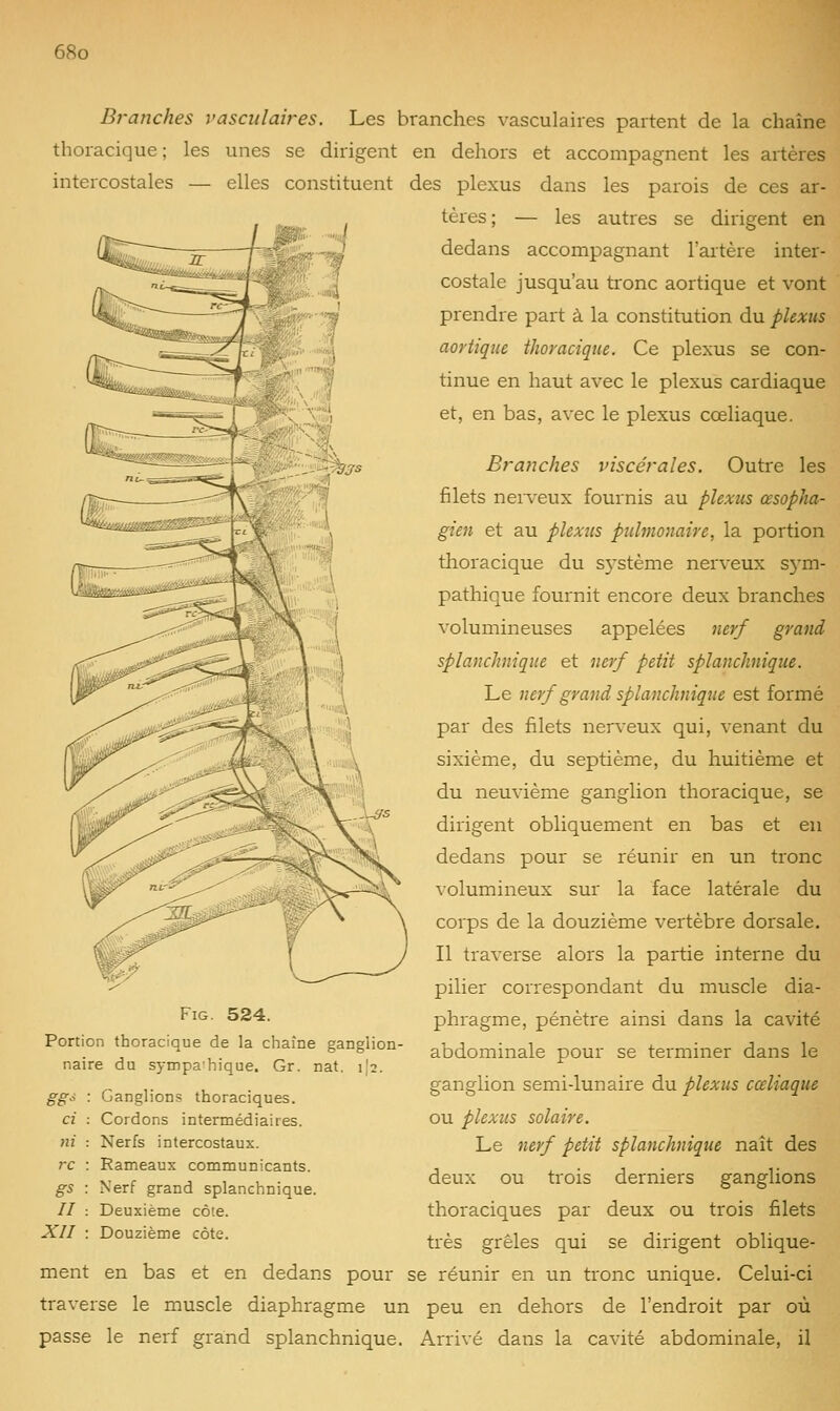 Branches vascidaires. Les branches vasculaiies partent de la chaîne thoracique; les unes se dirigent en dehors et accompagnent les artères intercostales — elles constituent des plexus dans les parois de ces ar- tères ; — les autres se dirigent en dedans accompagnant l'artère inter- costale jusqu'au tronc aortique et vont prendre part à la constitution du plexus aortique thoracique. Ce plexus se con- tinue en haut avec le plexus cardiaque et, en bas, avec le plexus cœliaque. Branches viscérales. Outre les filets nerveux fournis au plexus œsopha- gien et au plexus pulmonaire, la portion thoracique du sj'stème nerveux S3'm- pathique fournit encore deux branches volumineuses appelées nerf grand splanchnique et nerf petit splanchnique. Le nerf grand splanchnique est formé par des filets nerveux qui, venant du sixième, du septième, du huitième et du neuvième ganglion thoracique, se dirigent obliquement en bas et eu dedans pour se réunir en un tronc volumineux sur la face latérale du corps de la douzième vertèbre dorsale. Il traverse alors la partie interne du pilier correspondant du muscle dia- phragme, pénètre ainsi dans la cavité abdominale pour se terminer dans le ganglion semi-lunaire du plexus cceliaque ou plexus solaire. Le nerf petit splanchnique naît des deux ou trois derniers ganglions thoraciques par deux ou trois filets très grêles qui se dirigent oblique- FiG. 524. Portion thoracique de la chaîne ganglion- naire du sympahique. Gr. nat. i[2. gg- gs II XII Ganglions thoraciques. Cordons intermédiaires. Nerfs intercostaux. Rameaux communicants. Nerf grand splanchnique. Deuxième côte. Douzième côte. ment en bas et en dedans pour se réunir en un tronc unique. Celui-ci traverse le muscle diaphragme un peu en dehors de l'endroit par où passe le nerf grand splanchnique. Arrivé dans la cavité abdominale, il