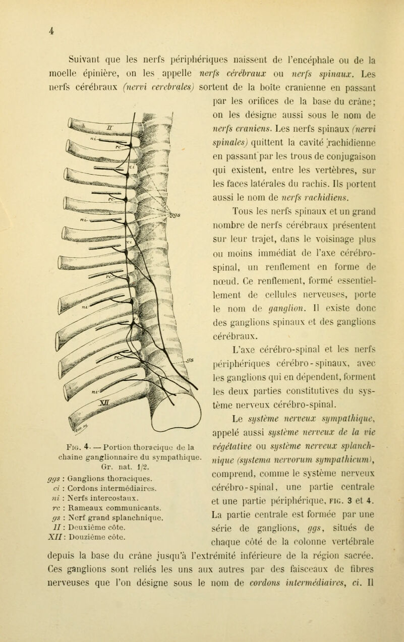 Suivant que les nerfs périphériques naissent de l'encéphale ou de la moelle épinière, on les appelle nerfs cérébraux ou nerfs spinaux. Les nerfs cérébraux (nervi cérébrales) sortent de la boîte crânienne en passant par les orifices de la base du crâne; on les désigne aussi sous le nom de nerfs crâniens. Les nerfs spinaux (neii)i spinales) quittent la cavité rachidienne en passant par les trous de conjugaison qui existent, entre les vertèbres, sur les faces latérales du rachis. Ils portent aussi le nom de nei^fs rachidiens. Tous les nerfs spinaux et un grand nombre de nerfs cérébraux présentent sur leur trajet, dans le voisinage plus ou moins immédiat de l'axe cérébro- spinal, un renflement en forme de nœud. Ce renflement, formé essentiel- lement de cellules nerveuses, porte le nom de çianglion. Il existe donc des ganglions spinaux et des ganglions cérébraux. L'axe cérébro-spinal et les nerfs périphériques cérébro-spinaux, avec les ganglions qui en dépendent, forment les deux parties constitutives du sys- tème nerveux cérébro-spinal. Le système nerveux sympathique, appelé aussi système nerveux de la vie végétative ou système nerveux splanch- nique (systema nervorum sympathicunV, comprend, comme le système nerveux cérébro-spinal, une partie centrale et une partie périphérique, fig. 3 et 4. La partie centrale est formée par une série de ganglions, ygs, situés de chaque côté de la colonne vertébrale depuis la base du crâne Jusqu'à l'extrémité inférieure de la région sacrée. Ces ganglions sont reliés les uns aux autres par des faisceaux de fibres nerveuses que l'on désigne sous le nom de cordons intermédiaires, ci. Il FiG. 4— Portion thoraciquc de la chaine ganglionnaire du sympathique. Gr. nat. 1/2. fff/s : Ganglions thoraciques. ci : Cordons intermédiaires. ni : Nerfs intercostaux. rc : Rameaux communicants. ffs : Nerf grand splanchnique. JI : Deuxième côte. XII: Douzième côte.