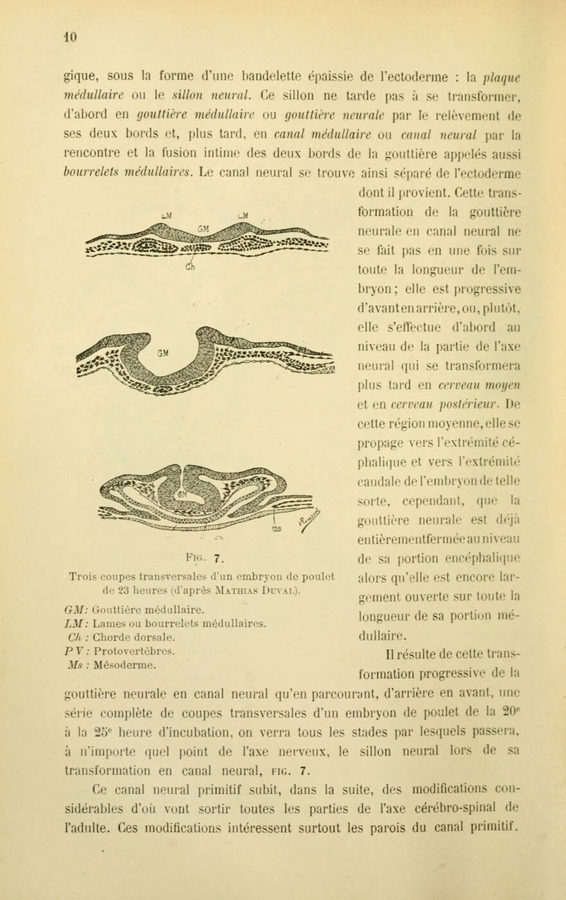 gique, sous la forme d'une bandelette épaissie de l'ectoderme : la plaque médullaire ou le sillon neural. Ce sillon ne tarde pas ;i se transformer, d'abord en gouttière médullaire ou gouttière neurale par le relèvement de ses deux bords et, plus tard, en canal médullaire ou canal neural par la rencontre et la fusion intime des deux bords de la gouttière appelés aussi bourrelets médullaires. Le canal neural se trouve ainsi séjjaré de l'ectoderme dont il provient. Cette trans- U4 uM formation de la gouttière neurale en canal neural ne se fait pas en une fois sur toute la longueur de l'em- bryon; elle est progressive d'avant en arrière, ou, plutôt, elle s'effectue d'abord au niveau de la partie de l'axe neural ([iii se transformera j)lus tard en cerveau moyen et en cerveau postérieur. De cette région moyenne, elle se propage vers l'extrémité cé- pbalique et vers l'extrémité caudale de l'embryon de telle sorte, cependant, que la gouttière neurale est déjà entièrementfermée au niveau de sa portion encéplialique alors qu'elle est encore lar- gement ouverte sur toute la longueur de sa portion mé- dullaire. Il résulte de cette trans- formation progressive de la gouttière neurale en canal neural qu'en parcourant, d'arrière en avant, une série complète de coupes transversales d'un embryon de poulet de la 20* à la 25^ lieure d'incubation, on verra tous les stades par lesquels passera, à n'importe quel point de l'axe nerveux, le sillon neural lors de sa transformation en canal neural, fig. 7. Ce canal neural primitif subit, dans la suite, des modifications con- sidérables d'uii vont sortir toutes les parties de l'axe cérébro-spinal de l'adulte. Ces modifications intéressent surtout les parois du canal primitif. Fm. 7. Trois coupes transversales dun embryon de poulet de 23 heures (d'après Mathias Duval). GM: Gouttière médullaire. LM: Lames ou bourrelets médullaires. Ch : Cliorde dorsale. PY : Protovertèbres. Ms : Mésoderme.