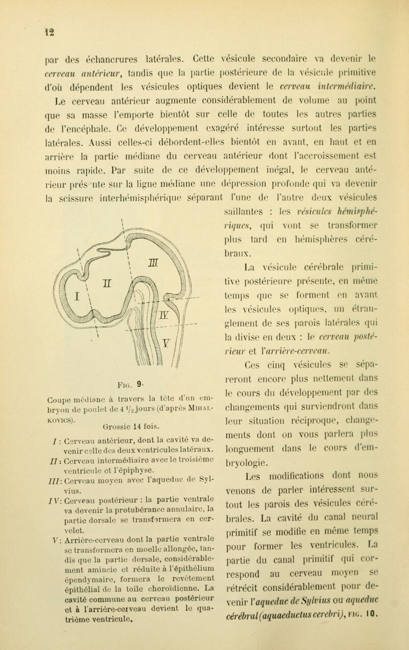 par des échancrures latérales. Celte vésicule secondaire va devenir le cerveau antérieur, tandis que la partie i)Ostérieure de la vésicule i)rimitive d'où dépendent les vésicules optiques devient le cerveau intermédiaire. Le cerveau antérieur augmente considérablement de volume au point que sa masse l'emporte bientôt sur celle de toutes les autres parties de l'encéphale. Ce développement exagéré intéresse surtout les parti-^s latérales. Aussi celles-ci débordent-elles bientôt en avant, en haut et en arrière la partie médiane du cerveau antérieur dont l'accroissement e.st moins rapide. Par suite de ce développement inégal, le cerveau anté- rieur présente sur la ligne médiane une dé{)ression profonde qui va devenir la scissure interbémisphérique séparant l'une de l'autre deux vésicules saillantes : les vésicules hémisphé- riques, qui vont se transformer plus tard en bémisi)bères céré- braux. La vésicule cérébrale primi- tive postérieure présente, en même temps que se forment en avant les vésicules optiques, un étran- glement de ses ])arois latérales qui la divise en deux : le cerveau posté- rieur et Y arrière-cerveau. Ces cinq vésicules se sépa- reront encore plus nettement dans le cours du développement par des changements qui surviendront dans leur situation réciproque, change- ments dont on vous parlera ]»lus longuement dans le cours d'em- bryologie. Les modifications dont nous venons de parler intéressent sur- tout les parois des vésicules céré- brales. La cavité du canal neural ]irimitif se modifie en même temps pour former les ventricules. La partie du canal primitif qui cor- respond au cerveau moyen se rétrécit considérablement pour de- venir y aqueduc deSylvius ou aqueduc cérébral(aquaeductus cerebri), fig. 10. Fifi. 9- Coupe médiane à travers la tête d'un em- bryon de poulet de 4 V: jours (d'après Mihai.- ROVICS). Grossie 14 fois. I : Cerveau antérieur, dont la cavité va de- venir celle des deux ventricules latéi^aux. //: Cerveau intermédiaire avec le troisième ventricule et l'épiphyse. ///: Cerveau moyen avec l'aqueduc de Syl- vius. IV: Cerveau postérieur : la partie ventrale va devenir la protubérance annulaire, la partie dorsale se transformera en cer- velet, y : Arrière-cerveau dont la partie ventrale se transformera en moelle allongée, tan- dis que la partie dorsale, considérable- ment amincie et réduite à répithélium épendymaire, formera le revêtement épithélial de la toile choroïdienne. La cavité commune au cerveau postérieur et à rarrière-ceiveau devient le qua- trième ventricule»