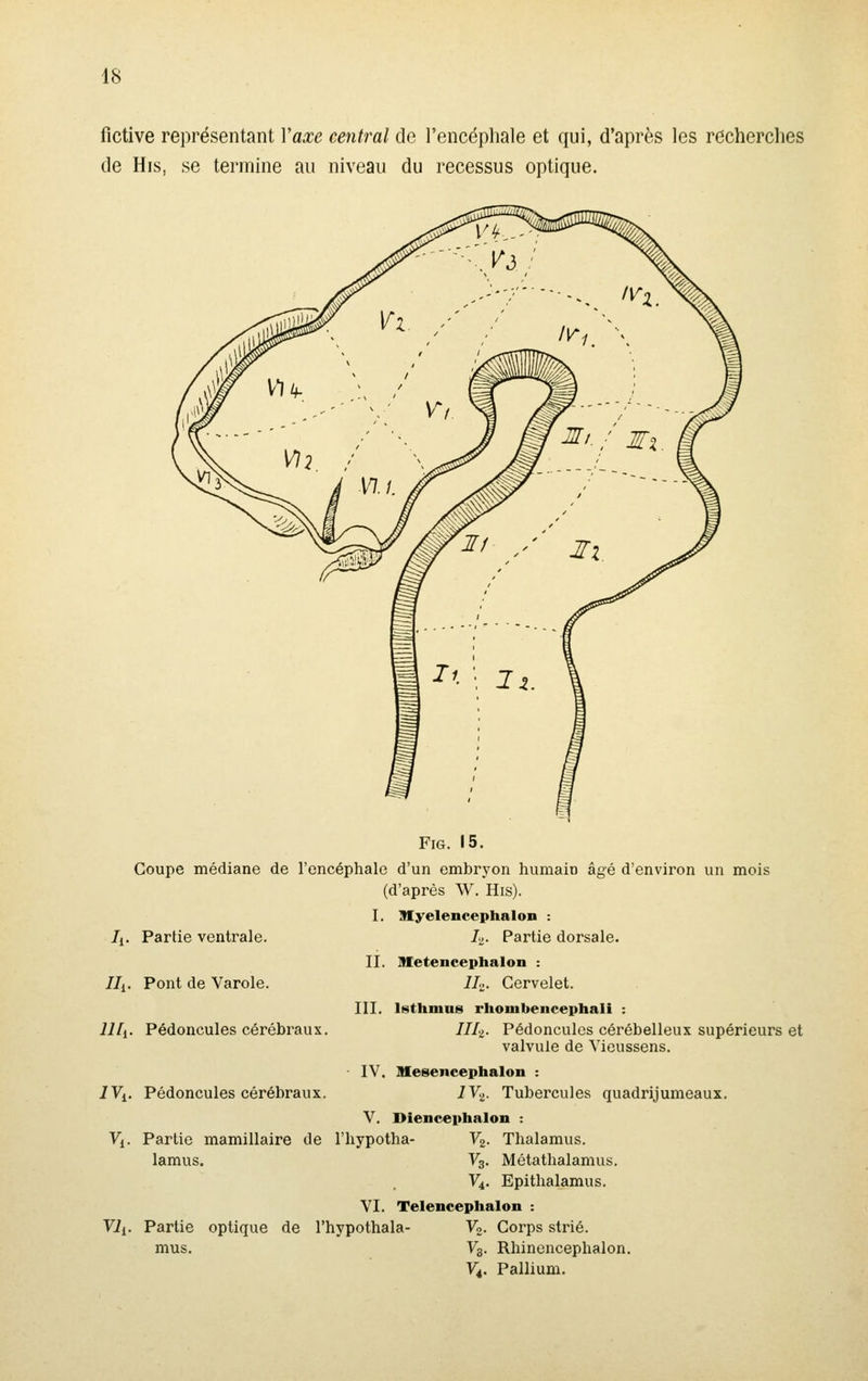 fictive représentant Vaxe central de l'encéphale et qui, d'après les recherches de His, se termine au niveau du recessus optique. FiG. 15. Coupe médiane de l'encéphale d'un embryon humain âgé d'environ un mois (d'après W. His). I. Myelencephalon : Tsj- Partie dorsale. II. Metencephaloii : II2. Cervelet. III. liiithinas rhoinbencephali : IILz. Pédoncules cérébelleux supérieurs et /i- Partie ventrale. Ili- Pont de Varole. IHi. Pédoncules cérébraux. iVj. Pédoncules cérébraux. valvule de Vieussens. IV. Sfesencephalon IV2. Tubercules quadrijumeaux. y. Diencephalon : Vi. Partie mamillaire de l'hypotha- V^. Thalamus. lamus. V3. Métathalamus. Vi. Epithalamus. YI. Telencephalon : Vii. Partie optique de l'hypothala- Vo. Corps strié. mus. Vg. Rhinencephalon. Vi. Pallium.