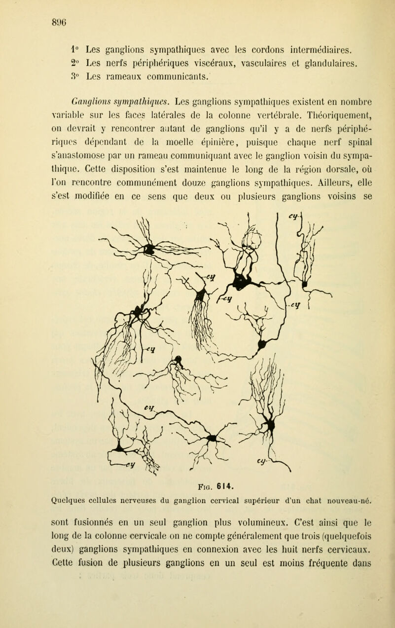 1 Les ganglions sympathiques avec les cordons intermédiaires. 2'' Les nerfs périphériques viscéraux, vasculaires et glandulaires. ^^ Les rameaux communicants. Ganglions sympathiques. Les ganglions sympathiques existent en nombre variable sur les faces latérales de la colonne vertébrale. Théoriquement, on devrait y rencontrer autant de ganglions qu'il y a de nerfs périphé- riques dépendant de la moelle épinière, puisque chaque nerf spinal s'anastomose par un rameau communiquant avec le ganglion voisin du sympa- thique. Cette disposition s'est maintenue le long de la région dorsale, où l'on rencontre communément douze ganglions sympathiques. Ailleurs, elle s'est modifiée en ce sens que deux ou plusieurs ganglions voisins se FiG. 614. Quelques cellules nerveuses du ganglion cervical supérieur d'un chat nouveau-né. sont fusionnés en un seul ganglion plus volumineux. C'est ainsi que le long de la colonne cervicale on ne compte généralement que trois (quelquefois deux) ganglions sympathiques en connexion avec les huit nerfs cervicaux. Celte fusion de plusieurs ganglions en un seul est moins fréquente dans