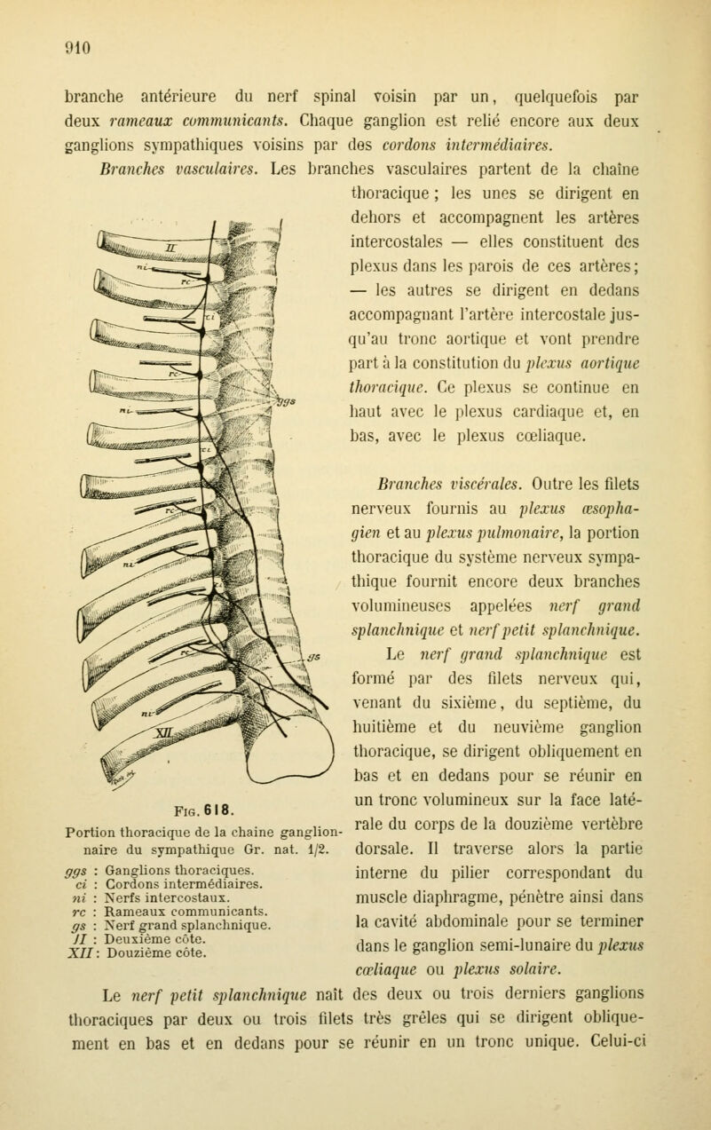 branche antérieure du nerf spinal voisin par un, quelquefois par deux rameaux communicants. Chaque ganglion est relié encore aux deux ganglions sympathiques voisins par des cordons intermédiaires. Branches vasculaires. Les branches vasculaires partent de la cliaîne thoracique ; les unes se dirigent en dehors et accompagnent les artères intercostales — elles constituent des plexus dans les parois de ces artères ; — les autres se dirigent en dedans accompagnant l'artère intercostale jus- qu'au tronc aortique et vont prendre part à la constitution du plexus aortique thoracique. Ce plexus se continue en haut avec le plexus cardiaque et, en bas, avec le plexus cœliaque. Branches viscéj^ales. Outre les filets nerveux fournis au plexus œsopha- gien et au plexus pulmonaire, la portion thoracique du système nerveux sympa- thique fournit encore deux branches volumineuses appelées nerf grand splanchjiique et nerf petit splanchnique. Le nerf grand splanchnique est formé par des filets nerveux qui, venant du sixième, du septième, du huitième et du neuvième ganglion thoracique, se dirigent obliquement en bas et en dedans pour se réunir en un tronc volumineux sur la face laté- rale du corps de la douzième vertèbre dorsale. Il traverse alors la partie interne du pilier correspondant du muscle diaphragme, pénètre ainsi dans la cavité abdominale pour se terminer dans le ganglion semi-lunaire du plexus FiG. 618. Portion thoracique de la chaine ganglion- naire du sympathique Gr. nat. 1/2. Ganglions thoraciques. Cordons intermédiaires. Nerfs intercostaux. Rameaux communicants. Nerf grand splanchnique. Deuxième côte. Douzième côte. ffffs ci : ni : rc : ffs ; JI : XII cœliaque ou plexus solaire. Le nerf petit splanchnique naît des deux ou trois derniers ganglions thoraciques par deux ou trois filets très grêles qui se dirigent oblique- ment en bas et en dedans pour se réunir en un tronc unique. Celui-ci