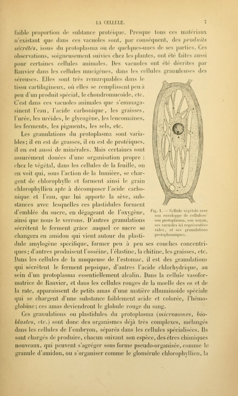 IA ( r.i.i.i i.K. l'iiiMc |»i(t()(trlinii (le siihlam (• |)iolci(|iic. |'ics(|iif' I(MI> ces iii;ilciiiiii\ li'('\isl;iiil (|il(' (liilis CCS Viiciiolcs soiil, |(;ir c((iis(''(|iiciil, (les proiliiils xi'rn'lcs, issus du |ii'nl(i|ihisiii:i on Ar (|iicl(|iic>-iiiics i\i- ses |t;iilics. (les ()l)SCiV;ilioiis. S(i!i!iiciisciiiciil suivies clic/, les piaules, itiit r\r l'ailo aussi iMiur ccitaines cellule> aiiiniales. Iles vacuoles oui ele (l(''cnles jijr Kaiivicr daus les cellules UMici;^èncs, dans les cellule> L;iaiiuleii'>es des séreuses. Klles soûl 1res i(Muai(|ual»lcs dans le tissu carlila^ineux, où elles se reiu|disscul peu à |)('U d un pi'oduit spécial, le cliondi'ouuicoïde, (>lc. (l'esl dans ces vacuoles animales (pie s'euiiua^a- siiienl Teaii, I atùde cailjoni(pii;, les graisses, l'urée, les ui'éidcs, lo glycogène, les leucouiaiues, les reriueiits, les ]iigments, l(>s sels, etc. Les granuhnioiis du prolo|)lasrna sont vaiia- i)les; il en est de grasses, il en est de protéiques, il en est aussi de minérales. Mais certaines sont assurément douées (rmie organisation |)ropre : chez le végétal, dans les cellules de la feuille, on en voit (pii, sous l'action de la lumière, s(> char- gent de chloropliylle et l'oiinent ainsi le grain cidoropliyllien apte à décomposer l'acide carho- nique et Teau, que; lui apporte la sève, suh- slances avec lesquelles ces plastidules i'orment d'emblée du sucre, en dégageant de l'oxygène, ainsi que nous le verrons. D'autres granulations sécrètent le lerment grâce auquel ce sucre se changera en amidon qui vient autour du plasti- dule amylogène spécilique, Ibimer peu à peu ses couches concentri- ques; d'autres produisent Tosséine, Télastine, la chitine, les graisses, etc. Dans les cellules de la muqueuse de l'estomac, il est des granulations qui sécrètent le ferment pcpsique, d'autres l'acide chlorhydii(|ue, au sein d'un protoplasma essentiellement alcalin. Dans la cellule vasolbr- matrice de l»anvier, et dans les cellules rouges de la moelle des os et de la rate, apparaissent de petits amas d'une matière albuminoide spéciale (|ui se chargent d'une substance faiblement acide et colorée, l'hémo- globine; ces amas devicMidront le glol)ule rouge du sang. Ces granulations ou plastidules du protoplasma {microsoiiies, bio- blastcs, etc.) sont donc des organismes déjà ti'ès complexes, mélangés dans les cellules de l'embryon, séparés tlans les cellules spécialisées. Ils sont charges de produire, chacun suivant son espèce, des êtres chimiques nouveaux, (jiii peuvent s'agréger sous forme pseudo-organisée, comme b granule d'amidon, ou s'organiser comme le glomérule chlorophyllien, la - O'Uule vi'fic'l.ile ,nvec son Piivcl()|>|ic (le ccllulosi; son |irolo|ilasni:), son noymi, sr's vacuoles ici reprcscnli'c- vidcs, et SCS ^'ranuhitions protophisniiqucs.