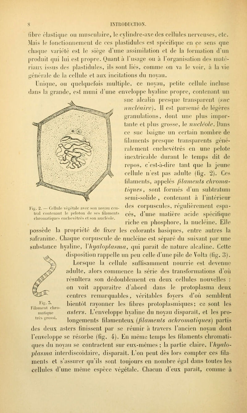 IMP.ODICTION. libre élasli(|uc ou iiiiisculaii'c, le cyliiulic-axc des cellules iieivcuses, etc. Mais le fonclionncment de ces plaslidules est spécifique en ce sens que chaque variété est le siège d'une assimilation et de la forma lion d'un produit qui lui est propre. Quant à l'usage ou à l'organisation des maté- l'iaux issus des plastidules, ils sont liés, comme on va le voii-, à la vie générale de la cellule et aux incitations du noyau. Unique, ou quelquefois multiple, ce noyau, petite cellule incluse dans la grande, est muni d'une enveloppe hyaline propre, contenant un suc alcalin presque transparent {suc nnclêaire). 11 est parsemé de légères gianulations, dont une plus im|)or- lante et plus grosse, le nucléole. Dans ce suc baigne un certain nombre de lilaments presque transparents géné- ralement enchevêtrés en une pelote inextricable durant le temps dit de repos, cest-à-dire tant que la jeune cellule n'est pas adulte (fig. 2). Ces lilaments, appelés fihnneuts chroiiia- tiques, sont formés dun subiratum semi-solide, contenant à l'intérieur des corpuscules, régulièrement espa- cés, d'une matière acide spécifique riche en phosphore, la nucléine. Elle possède la propriété de fixer les colorants basiques, entre autres la safranine. Chaque corpuscule de nucléine est séparé du suivant par une substance hyaline, Vhyaloplasma, qui parait de nature alcaline. Cette disposition rappelle un peu celle d'une pile de Volta {{\\î,. 3). Lorsque la cellule suffisannnent nourrie est devenue adulte, alors commence la série des transformations d'oi» résultera son dédoublement en deux cellules nouvelles : on voit apparaître d'abord dans le protoplasma deux centres remarquables, véritables foyers d'où semblent bientôt rayonner les fibres protoplasmiques; ce sont les asters. L'enveloppe hyaline du noyau disparaît, et les pro- longements filamenteux {filaments achromatiques) partis des deux asters finissent par se réunir à travers l'ancien noyau dont l'enveloppe se résorbe (fig. 4). En même temps les filaments chromati- ques du noya\i se contractent sur eux-mêmes ; la partie claire, Vhyalo- plasma inteidiscoïdaire, disparaît. L'on peut dès lors com|)ter ces fila raents et s'assurer qu'ils sont toujours en nombre égal dans toutes les cellules d'une même espèce végétale. Chacun d'eux paraît, comme à Fij;. 2. — Collulo végétale avec son noyau con- trai contenant le jieloton de ses lilaments chroniali(iues enclievélrés et son nucléole. Fig. 5. Filament chro- matique très grossi.