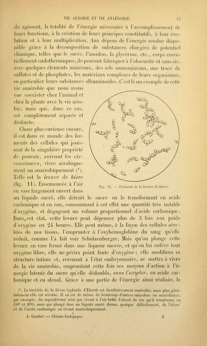 ils ijpissnil. I;i liihilili' tli- rciiciyir iKM-cssiiiic ;i r;ii<(irii|tli<scriiciit de leurs ininlioiis. ii l:i cicilinn de Iciun |)iiii(i|»r-. (iiii^liliilir'^. ;i leur ('Vd- Inlioii cl ;i Inir iiiuiliplii'.iliiiii. Aux (lc|iciis dr rciicc^ic icihIiic (lis()(i- llil)lt> >;i;it(' ;i l;i (lt'((iiii|)osilioii de suli>l;iiiccs (•Ii;ir^,'.cs de |)(i|<'iiliid (•Ililiii(|lir, telles (|lie le siiere. r;iiiiidnii. |;i ;^l\(t''iiiie. e|e., ((triis esseii- lielleiiieul eiid(itlieniii(|iies, ils |ieii vent r;d)ii(|iiei'j Idliseiirile et sans air. avec (|iiel(|Mes éléments niineiaiiv. des sels annnoniacaux. nne (race de sidlates et de |ili(is|(liat('s, les niatei'iaiix e()Mi|de\es de lein's (»r'|iianisnies, en |)aili(ulier leurs snlislanees allunninoides. (!esl là un exeninle de celle vie anaérdliie (|ue nous avons vue coexister elle/, Taninial et clic/ la plante avec la vie acro- l)i(\ mais ([ui, dans ce cas, ost coniplèlcniont sépaiée cl distincte. (iliose plus curieuse encore. il ost dans ce monde des fer- ments dos cellules qui jouis- sent de la singulière ])ropriété de pouvoir, suivant les ci)- conslanccs, vivre aérohiquc- ment ou anaérobiquemoni ('). Telle est la levure de bière (fig. 11). Ensemencée à l'air en vase larn:ement ouvert dans un li(juid(' sucré, elle détiuil le sucre en le tiansformant en acide carbonique et en eau, consonnnant à cet eflet une quantité très notable doxygène, et dégageant un volume proportionnel d'acide carbonique. Dans, cet état, cette levure peut dépenser plus de 3 fois son poids d'oxygène en ^'t lieures. Elle peut même, à la façon des cellules aéro- bies de nos tissus, remprunter à l'osybémoglobine du sang quelle réduit, comme l'a fait voir Scliiitzenberger. iMais qu'on plonge cotte levure en vase fermé dans une liqueur sucrée, et qu'on lui enlève tout oxvgène libre, elle ne périra point faute d'oxygène ; elle modifiera sa structure intime et, revenant à Tétat embryonnaire, se mettra à vivre de la vie anaérobie, empruntant cette fois ses moyens d'action à l'é- nergie latente du sucre qu'elle dédouble, sans Voxijder, en acide car- bonique et en alcool. Grâce à une partie de l'énergie ainsi réalisée, la (') La bactérie do la lièvre typlumle d'Ei)erlli est l'acullalivomcnt anaéroijio, mais plus géiic- raleineiit elle est aérohie. Il en est de iiièiue de heaucoui» d'autres microbes ou nuicédinées, par exemple, du mycodcrma vint qui vivant à l'air brûle l'alcool du vin qu'il transforme en CO- el II-U, mais qui plouj,'é dans un liquidt; sucré donne, quoique difiicilement, de l'alcoo' et lie l'acide carboniiiue en vivant anaérobiquement. A. Gautier. — Chimie biologique. 2 FJ.'. 11. Ferment de la levure de bière.