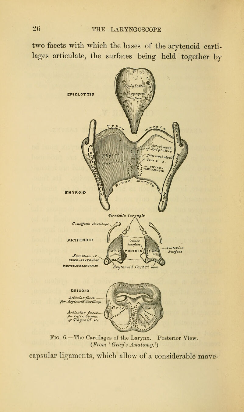 two facets with which the bases of the arytenoid carti- lages articulate, the surfaces being held together by CPICL0TXI5 Cunnifonn daTtUf/fj^^ ARYTENOID CRICO-ARyT/ENOrO toBTicLseiLATERMLis \vxjtenoid Cart.': lis,> AHf'atlaTfacet ftjo' JLrytencul CW7'til<t^c JirticuliiT factt f^fnfer.dor^a. <rf Thy TO id C. Fig. 6.—The Cartilages of the Larynx. Posterior View. {From ' Grai/s Anatomy.') capsular ligaments, which allow of a considerable move-