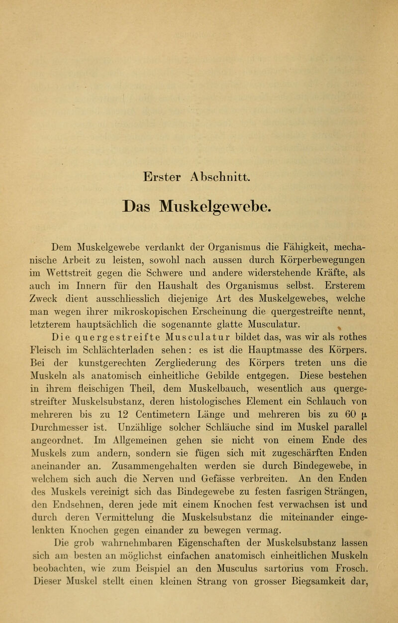 Erster Abschnitt. Das Muskelgewebe. Dem Muskelgewebe verdankt der Organismus die Fähigkeit, mecha- nische Arbeit zu leisten, sowohl nach aussen durch Körperbewegungen im Wettstreit gegen die Schwere und andere widerstehende Kräfte, als auch im Innern für den Haushalt des Organismus selbst. Ersterem Zweck dient ausschliesslich diejenige Art des Muskelgewebes, welche man wegen ihrer mikroskopischen Erscheinung die quergestreifte nennt, letzterem hauptsächlich die sogenannte glatte Musculatur, Die quergestreifte Musculatur bildet das, was wir als rothes Fleisch im Schlächterladen sehen: es ist die Hauptmasse des Körpers. Bei der kunstgerechten Zergliederung des Körpers treten uns die Muskeln als anatomisch einheitliche Gebilde entgegen. Diese bestehen in ihrem fleischigen Theil, dem Muskelbauch, wesentlich aus querge- streifter Muskelsubstanz, deren histologisches Element ein Schlauch von mehreren bis zu 12 Centimetern Länge und mehreren bis zu 60 jx Durchmesser ist. Unzählige solcher Schläuche sind im Muskel parallel angeordnet. Im Allgemeinen gehen sie nicht von einem Ende des Muskels zum andern, sondern sie fügen sich mit zugeschärften Enden aneinander an. Zusammengehalten werden sie durch Bindegewebe, in welchem sich auch die Nerven und Gefässe verbreiten. An den Enden des Muskels vereinigt sich das Bindegewebe zu festen fasrigen Strängen, den Endsehnen, deren jede mit einem Knochen fest verwachsen ist und durch deren Vermittelung die Muskelsubstanz die miteinander einge- lenkten Knochen gegen einander zu bewegen vermag. Die grob wahrnehmbaren Eigenschaften der Muskelsubstanz lassen sich am. besten an möglichst einfachen anatomisch einheitlichen Muskeln beobachten, wie zum Beispiel an den Musculus sartorius vom Frosch. Dieser Muskel stellt einen kleinen Strang von grosser Biegsamkeit dar,