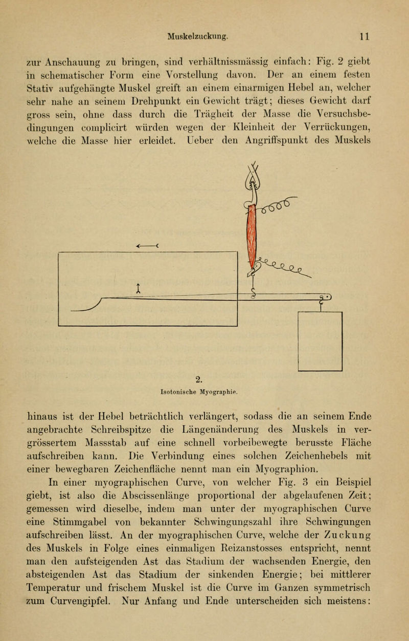 zur Anschauung zu bringen, sind verliältnissinässig einfach: Fig. 2 giebt in schematischer Form eine Vorstellung davon. Der au einem festen Stativ aufgehängte Muskel greift an einem einarmigen Hebel an, welcher sehr nahe an seinem Drehpunkt ein Gewicht trägt; dieses Gewicht darf gross sein, ohne dass durch die Trägheit der Masse die Versuchsbe- dingungen complicirt würden wegen der Kleinheit der Verrückungen, welche die Masse liier erleidet. Ueber den Angriffspunkt des Muskels Isotonische Myographie. hinaus ist der He])el beträchtlich verlängert, sodass die an seinem Ende angebrachte Schreibspitze die Längenänderung des Muskels in ver- grössertem Massstab auf eine schnell vorbeibewegte berusste Fläche aufschreiben kann. Die Verbindung eines solchen Zeichenhebels mit einer bewegbaren Zeichenfläche nennt man ein Myographion. In einer myographischen Curve, von welcher Fig. 3 ein Beispiel giebt, ist also die Abscissenläuge proportional der abgelaufenen Zeit; gemessen wird dieselbe, indem man unter der myographischen Curve eine Stimmgabel von bekannter Schwingungszahl ihre Schwingungen aufschreiben lässt. An der myographischen Curve, welche der Zuckung des Muskels in Folge eines einmaligen Reizanstosses entspricht, nennt man den aufsteigenden Ast das Stadium der wachsenden Energie, den absteigenden Ast das Stadium der sinkenden Energie; bei mittlerer Temperatur und frischem Muskel ist die Curve im Ganzen symmetrisch zum Curvengipfel. Nur Anfang und Ende unterscheiden sich meistens: