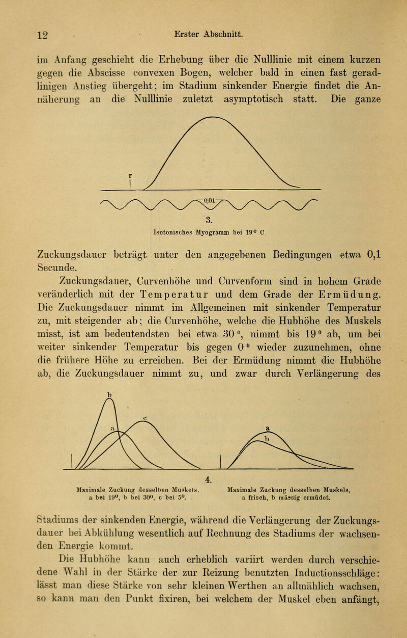 im Anfang geschieht die Erhebung über die NulUinie mit einem kurzen gegen die Abscisse convexen Bogen, welcher bald in einen fast gerad- linigen Anstieg übergeht; im Stadium sinkender Energie findet die An- näherung an die Nulllinie zuletzt asymptotisch statt. Die ganze Isotonisches Myogramm bei 19 C. Zuckungsdauer beträgt unter den angegebenen Bedingungen etwa 0,1 Secunde. Zuckungsdauer, Curvenhöhe und Curvenform sind in hohem Grade veränderlich mit der Temperatur und dem Grade der Ermüdung. Die Zuckungsdauer nimmt im Allgemeinen mit sinkender Temperatur zu, mit steigender ab; die Curvenhöhe, welche die Hubhöhe des Muskels misst, ist am bedeutendsten bei etwa 30, nimmt bis 19 ab, um bei weiter sinkender Temperatur bis gegen 0 wieder zuzunehmen, ohne die frühere Höhe zu erreichen. Bei der Ermüdung nimmt die Hubhöhe ab, die Zuckungsdauer nimmt zu, und zwar durch Verlängerung des Maximale Zuckung desselben Muskels, a bei 19, b bei 300, c bei 5». Maximale Zuckung desselben Muskels, a frisch, b massig ermüdet. Stadiums der sinkenden Energie, während die Verlängerung der Zuckungs- dauer bei Abkühlung wesentlich auf Rechnung des Stadiums der wachsen- den Energie kommt. Die Hubhöhe kann auch erheblich variirt werden durch verschie- dene Wahl in der Stärke der zur Reizung l^enutzten Inductionsschläge: lässt man diese Stärke von sehr kleinen Werthen an allmählich wachsen, so kann man den Punkt fixiren, bei welchem der Muskel eben anfängt,
