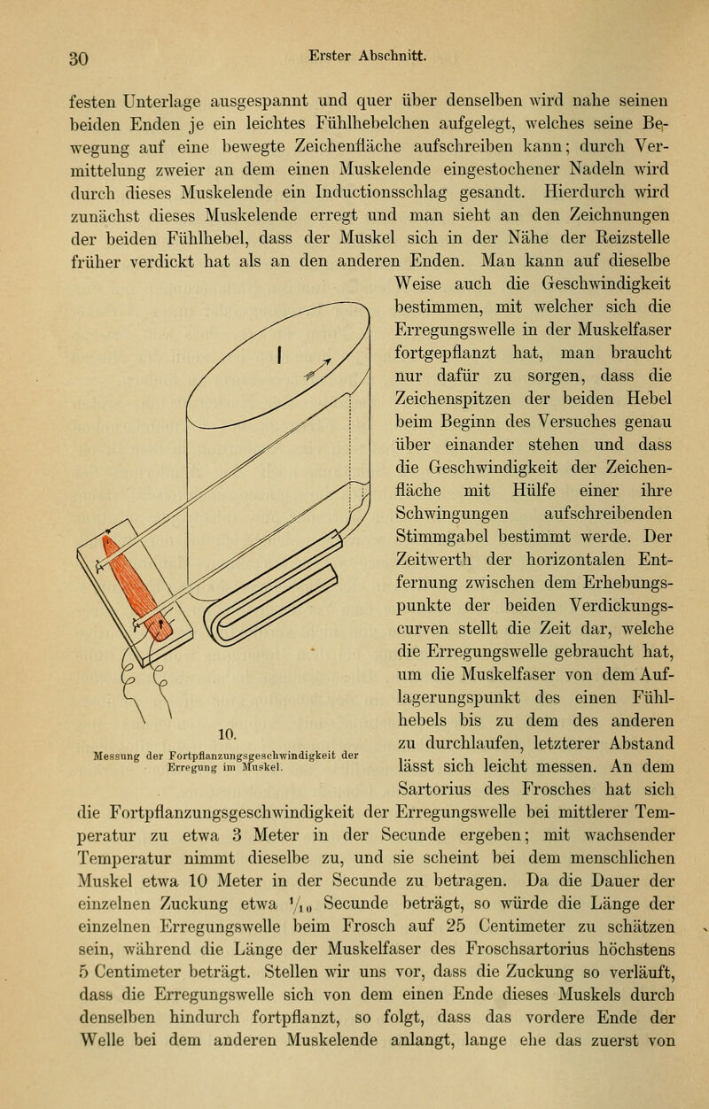 festen Unterlage ausgespannt und quer über denselben wird nahe seinen beiden Enden je ein leichtes Fühlhebelchen aufgelegt, welches seine Be- wegung auf eine bewegte Zeichenfläche aufschreiben kann; durch Ver- mittehmg zweier an dem einen Muskelende eingestochener Nadeln wird durch dieses Muskelende ein Inductionsschlag gesandt. Hierdurch wird zunächst dieses Muskelende erregt und man sieht an den Zeichnungen der beiden Fühlhebel, dass der Muskel sich in der Nähe der Reizstelle früher verdickt hat als an den anderen Enden. Man kann auf dieselbe Weise auch die Geschwindigkeit bestimmen, mit welcher sich die Erregungswelle in der Muskelfaser fortgepflanzt hat, man braucht nur dafür zu sorgen, dass die Zeichenspitzen der beiden Hebel beim Beginn des Versuches genau über einander stehen und dass die Geschwindigkeit der Zeichen- fläche mit Hülfe einer ihre Schwingungen aufschreibenden Stimmgabel bestimmt werde. Der Zeitwerth der horizontalen Ent- fernung zwischen dem Erhebungs- punkte der beiden Verdickungs- curven stellt die Zeit dar, welche die Erregungswelle gebraucht hat, um die Muskelfaser von dem Auf- lagerungspunkt des einen Fühl- hebels bis zu dem des anderen zu durchlaufen, letzterer Abstand lässt sich leicht messen. An dem Sartorius des Frosches hat sich die Fortpflanzungsgeschwindigkeit der Erregungswelle bei mittlerer Tem- peratur zu etwa 3 Meter in der Secunde ergeben; mit wachsender Temperatur nimmt dieselbe zu, und sie scheint bei dem menschlichen Muskel etwa 10 Meter in der Secunde zu betragen. Da die Dauer der einzelnen Zuckung etwa \l^^^ Secunde beträgt, so würde die Länge der einzelnen Erregungswelle beim Frosch auf 25 Centimeter zu schätzen sein, während die Länge der Muskelfaser des Froschsartorius höchstens 5 Centimeter beträgt. Stellen wir uns vor, dass die Zuckung so verläuft, dass die Erregungswelle sich von dem einen Ende dieses Muskels durch denselben hindurch fortpflanzt, so folgt, dass das vordere Ende der Welle bei dem anderen Muskeleude anlangt, lange ehe das zuerst von Messung der Fortpflanzungsgeschwindigkeit der Erregung im Muskel.