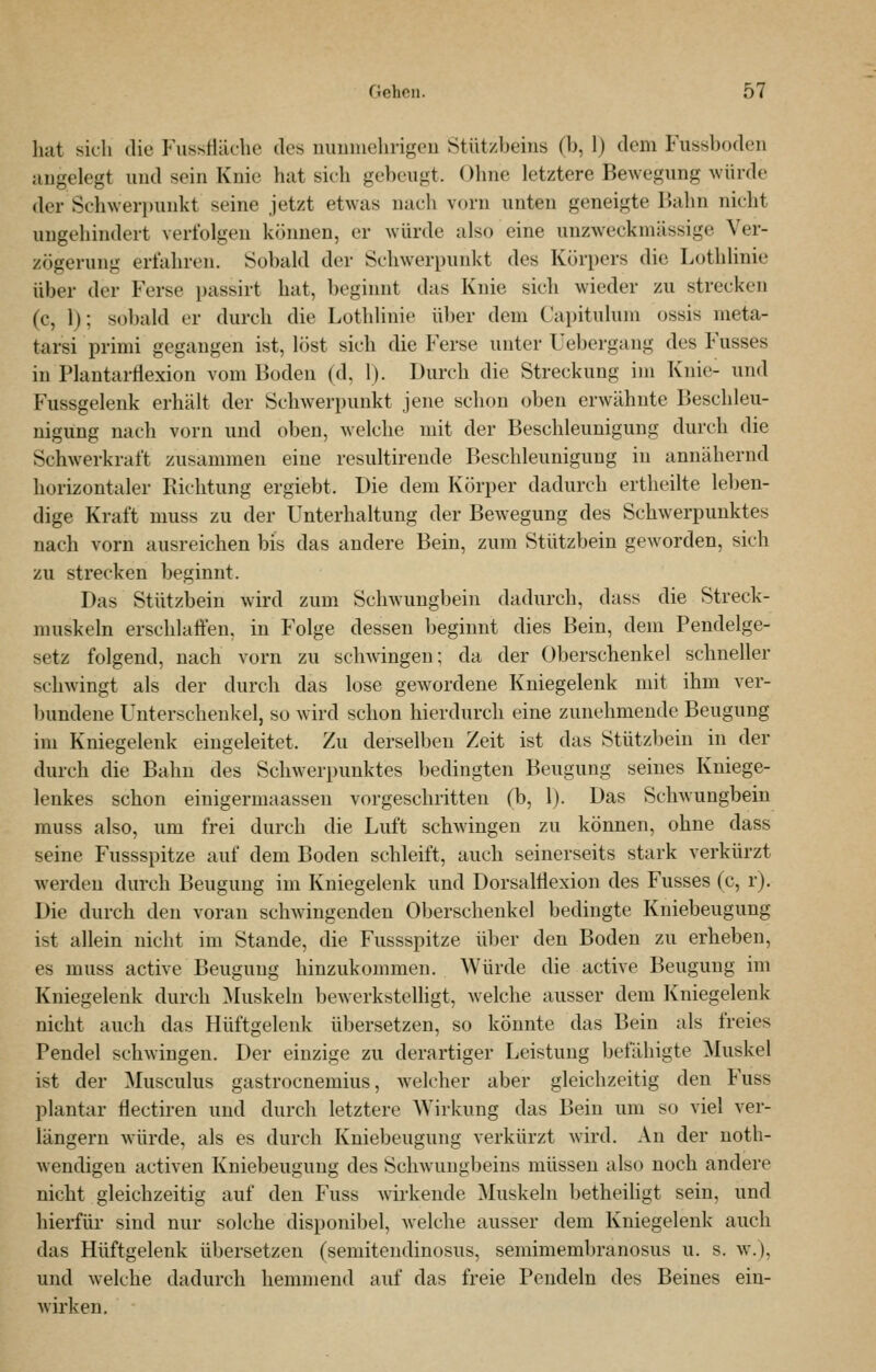 luit sieh die F'ussfläche des niminehrigeu Stützbeins (b, 1) dem Fussboden angelegt und sein Knie hat sieh gebeugt. Ohne letztere Bewegung würde der Schweri)unkt seine jetzt etwas nach vorn unten geneigte Bahn nicht ungehindert verfolgen können, er würde also eine unzweckmässige Ver- zögerung erfahren. Sobald der Schwerpunkt des Körpers die Lothlinie über der Ferse passirt hat, begiinit das Knie sich wieder zu strecken (c, 1); sobald er durch die Lothlinie über dem Capitulum ossis meta- tarsi primi gegangen ist, löst sich die Ferse unter Uebergang des Fusses in Plantarflexion vom Boden (d, 1). Durch die Streckung im Knie- und Fussgelenk erhält der Schwerpunkt jene schon oben erwähnte Beschleu- nigung nach vorn und oben, welche mit der Beschleunigung durch die Schwerkraft zusammen eine resultirende Beschleunigung in annähernd horizontaler Richtung ergiebt. Die dem Körper dadurch ertheilte leben- dige Kraft nmss zu der Unterhaltung der Bewegung des Schwerpunktes nach vorn ausreichen bis das andere Bein, zum Stützbein geworden, sich zu strecken beginnt. Das Stützbein wird zum Schwungbein dadurch, dass die Streck- muskeln erschlaffen, in Folge dessen beginnt dies Bein, dem Pendelge- setz folgend, nach vorn zu schwingen; da der Überschenkel schneller schwingt als der durch das lose gewordene Kniegelenk mit ihm ver- bundene Unterschenkel, so wird schon hierdurch eine zunehmende Beugung im Kniegelenk eingeleitet. Zu derselben Zeit ist das Stützbein in der durch die Bahn des Schwerpunktes bedingten Beugung seines Kniege- lenkes schon einigermaassen vorgeschritten (b, 1). Das Schwungbein muss also, um frei durch die Luft schwingen zu können, ohne dass seine Fussspitze auf dem Boden schleift, auch seinerseits stark verkürzt werden durch Beugung im Kniegelenk und Dorsalflexion des Fusses (c, r). Die durch den voran schwingenden Oberschenkel bedingte Kniebeugung ist allein nicht im Stande, die Fussspitze über den Boden zu erheben, es muss active Beugung hinzukommen. Würde die active Beugung im Kniegelenk durch ^luskeln bewerkstelligt, welche ausser dem Kniegelenk nicht auch das Hüftgelenk übersetzen, so könnte das Bein als freies Pendel schwingen. Der einzige zu derartiger Leistung befähigte Muskel ist der Musculus gastrocnemius, welcher aber gleichzeitig den Fuss plantar Hectiren und durch letztere Wirkung das Bein um so viel ver- längern würde, als es durch Kniebeugung verkürzt wird. An der noth- wendigen activen Kniebeugung des SchAvungbeins müssen also noch andere nicht gleichzeitig auf den Fuss wirkende Muskeln betheiligt sein, und hierfür sind nur solche disponibel, welche ausser dem Kniegelenk auch das Hüftgelenk übersetzen (semitendinosus, semimembranosus u. s. w.), und w^elche dadurch hemmend auf das freie Pendeln des Beines ein- wirken.