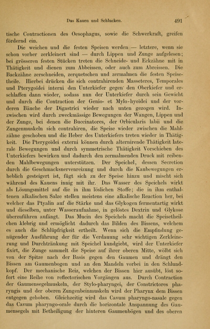 tische Contractionen des Oesopliagus, sowie die Schwerkraft, greifen fördernd ein. Die weichen nnd die festen Speisen werden — letztere, wenn sie schon vorher zerkleinert sind — durch Lippen und Zunge aufgelesen; bei grösseren festen Stücken treten die Schneide- und Eckzähne mit in Thätigkeit und dienen zum Abbeissen, oder auch zum Abrcissen. Die Backzähne zerschneiden, zerquetschen und zermalmen die festen Speise- theile. Hierbei drücken die sich contrahirenden Masseteres, Temporales und Pterygoi'dei iuterui den Unterkiefer gegen den Oberkiefer und er- schlaifen dann wieder, sodass nun der Unterkiefer durch sein Gewicht und durch die Contraction der Genio- et Mylo-hyoidei und der vor- deren Bäuche der Digastrici wieder nach unten gezogen wird. In- zwischen wird durch zweckmässige Bewegungen der Wangen, Lippen und der Zunge, bei denen die Buccinatores, der Orbicularis labil und die Zungenmuskeln sich contrahiren, die Speise wieder zwischen die Mahl- zälme geschoben und die Heber des Unterkiefers treten wieder in Thätig- keit. Die Pterygoidei externi können durch alternirende Thätigkeit late- rale Bewegungen und durch symmetrische Thätigkeit Vorschieben des Unterkiefers bewirken und dadurch den zermalmenden Druck mit reiben- den Mahlbewegungen unterstützen. Der Speichel, dessen Secretion durch die Geschmacksnervenreizung und durch die Kaubewegungeu er- heblich gesteigert ist, fügt sich zu der Speise hinzu und mischt sich während des Kauens innig mit ihr. Das Wasser des Speichels wirkt als Lösungsmittel auf die in ihm löslichen Stoffe; die in ihm enthal- tenen alkalischen Salze stellen meistens eine alkalische Reaction her, bei welcher das Ptyalin auf die Stärke und das Glykogen fermentartig wirkt und dieselben, unter Wasseraufnahme, in gelöstes Dextrin und Glykose überzuführen anfängt. Das Mucin des Speichels macht die Speisetheil- chen .klebrig und ermöglicht dadurch das Bilden des Bissens, welchem es auch die Schlüpfrigkeit ertheilt. Wenn sich die Empfindung ge- nügender Ausführung der für die Verdauung sehr wichtigen Zerkleine- rung und Durchträukung mit Speichel kundgiebt, wird der Unterkiefer fixirt, die Zunge sammelt die Speise auf ihrer oberen Mitte, wölbt sich von der Spitze nach der Basis gegen den Gaumen und drängt den Bissen am Gaumenbogen und an den Mandeln vorbei in den Schlund- kopf. Der mechanische Reiz, welchen der Bissen hier ausübt, löst so- fort eine Reihe von reflectorischen Vorgängen aus. Durch Contraction der Gaumensegelmuskeln, der Stylo-pharyngeij der Constrictores pha- ryngis und der oberen Zungenbeinmuskeln wird der Pharynx dem Bissen entgegen gehoben. Gleichzeitig wird das Cavum pharyngo-nasale gegen das Cavum pharyngo-orale durch die horizontale Anspannung des Gau- mensegels mit Betheiligung der hinteren Gaumenbögen und des oberen