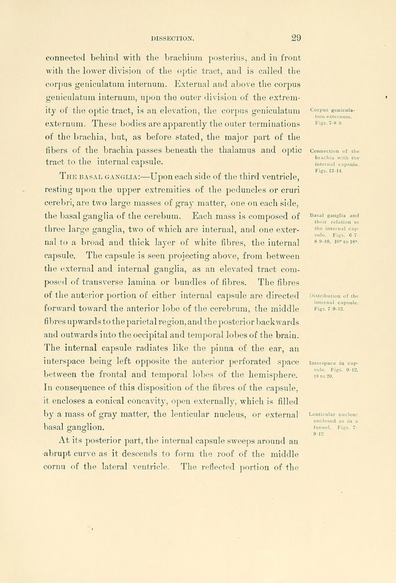 8 9-10, 10* to 18*. DISSECTION. 29 connected behind with the brachinm posterius, and in front with the lower division of the optic tract, and is called tlie corpus geniculatum internum. External and above the corpus geniculatum internum, upon the outer division of the extrem- ity of the optic tract, is an elevation, the corpus geniculatum corpus genicuia externum. These bodies are apparently the outer terminations '''S- -^ '■•• of the brachia, but, as before stated, the major part of the fibers of the brachia passes beneath the thalamus and optic connection of t tract to the internal capsule. int'lniTi Ipsuie The basal ganglia:—Upon each side of the third ventricle, resting upon the upj)er extremities of the peduncles or cruri cerebri, are two large masses of gray matter, one on each side, the basal ganglia of the cerebum. Each mass is composed of three large ganglia, two of which are internal, and one exter- nal to a broad and thick layer of white fibres, the internal capsule. The capsule is seen projecting above, from between the external and internal ganglia, as an elevated tract com- posed of transverse lamina or bundles of fibres. The fibres of the antei'ior portion of either internal capsule are directed Distribution of the internal capsule. forward toward the anterior lobe of the cerebrum, the middle Figs. 7-9-13. fibres upwards to the parietal region, and the posterior backwards and outwards into the occipital and temporal lobes of the brain. The internal capsule radiates like the pinna of the ear, an interspace being left opposite the anterior perforated space interspace in cap- between the frontal and temporal lobes of the hemisphere. i8to2o.''' In consequence of this disposition of the fibres of the capsule, it encloses a conical concavity, open externally, which is filled by a mass of gray matter, the lenticular nucleus, or external Lenticular nucleus basal p-anojlion. fumei. Figs. 7- At its posterior part, the internal capsule sweeps around an •abrupt curve as it descends to form the roof of the middle cornu of the lateral ventricle. The ]-eflected portion of the