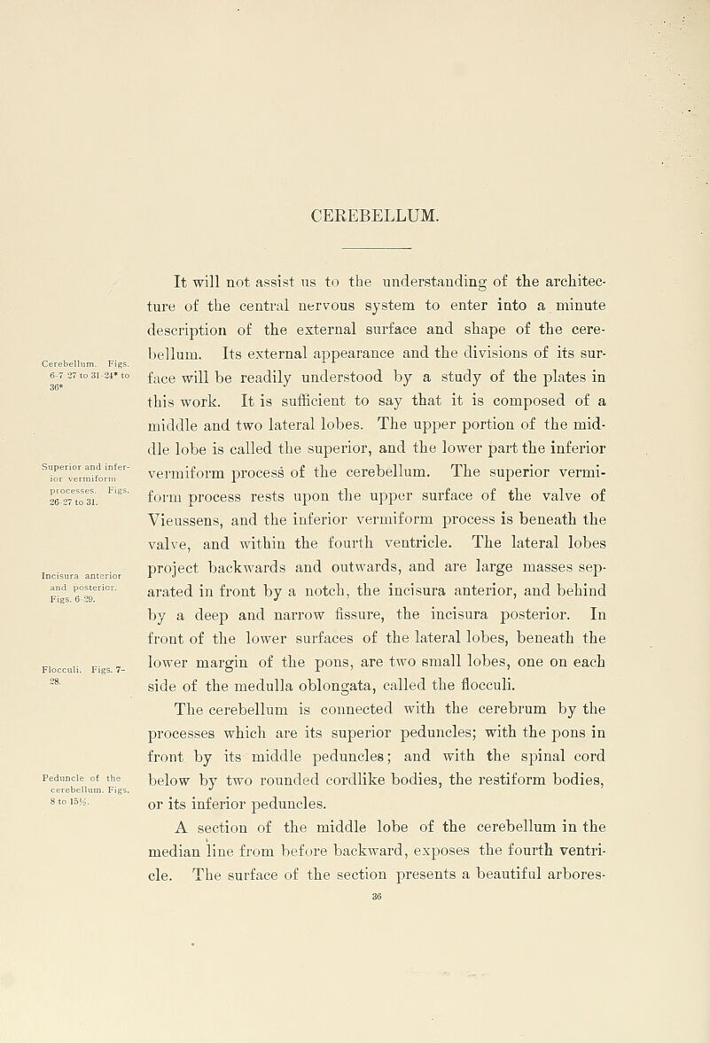 CEREBELLUM. ;erebellu 6-7 27 t( Superior and infer- ra anterior posterior. Peduncle ( cerebellu 8 to l&'A. It will not assist ns to the understanding of tlie architec- ture of the central nervous system to enter into a minute description of the external surface and shape of the cere- bellum. Its external appearance and the divisions of its sur- face will be readily understood by a study of the plates in this work. It is sufficient to say that it is composed of a middle and two lateral lobes. The upper portion of the mid- dle lobe is called the superior, and the lower part the inferior venniform process of tlie cerebellum. The superior vermi- form process rests upon the upper surface of the valve of Vieussens, and the inferior vermiform process is beneath the valve, and within the fourth ventricle. The lateral lobes project backwards and outwards, and are large masses sep- arated in front by a notch, the incisura anterior, and behind by a deep and narrow fissure, the incisura posterior. In front of the lower surfaces of the lateral lobes, beneath the lower margin of the pons, are two small lobes, one on each side of the medulla oblongata, called the flocculi. The cerebellum is connected with the cerebrum by the processes which are its superior peduncles; with the pons in front by its middle peduncles; and with the spinal cord below by two rounded cordlike bodies, the restiform bodies, or its inferior peduncles. A section of the middle lobe of the cerebellum in the median line from before backward, exposes the fourth ventri- cle. The surface of the section presents a beautiful arbores-