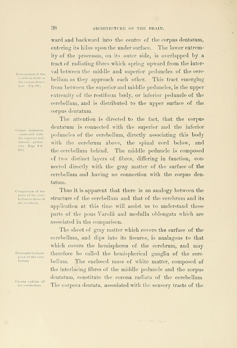ward and backward into the centre of the corpus dentatum, entering its hilas upon the under surface. The lower extrem- ity of the processus, on its outer side, is overlapped by a tract of radiating iibres wliich spring upward from the inter- val between the middle and superior peduncles of the cere- bellum as tbey approach each other. This tract emerging from between the superior and middle peduncles, is the upper extremity of the restiform body, or inferior peduncle of the cerebellum, and is distributed, to the upper surface of the corpus dentatum. Tlie attention is directed to the fact, that the corpus dentatum is connected with the superior and the inferior peduncles of the cerebellum, directly associating this body with the cerebrum above, the spinal cord below, and the cerebellum behind. The middle peduncle is composed of two distinct layers of fibres, differing in function, con- nected directly with the gray matter of the surface of the cerebellum and having no connection with the corpus den- tatum. oniparison of the Thus it Is apparent that there is an analogy between the beiiumtothoseof structure of the cerebellum and that of the cerebrum and its application at this time will assist us to understand those parts of the pons Varolii and medulla oblongata which are associated in the comparison. The sheet of gray matter which covers the surface of the cerebellum, and dips into its fissures, is analagous to that which covers the hemisjiheres of the cerebrum, and may emisphericaisan- thercfore be called the hemispherical a:anglia of the cere- glion of the cere- ^ & t> bellum. The enclosed mass of white matter, composed of the interlacing fibres of the middle peduncle and the corpus dentatum, constitute the corona radiata of the cerebellum The corpora deutata, associated with tlie sensory tracts of the bellu