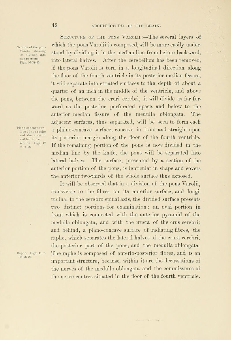 Section of the pons Plano-concav face of the and th and lenticula section. Figi to 14 26 42 ARCHITECTURE OF THE BEAEST. Structure of the foists Varolii :—The several layers of which the pons Varolii is composed, will be more easily under- i'trdi'vision°lno stood by dividing it in the median line from before backward, '°''°'''°l into lateral halves. After the cerebellum has been removed, Figs. 26-3i-3o.  if the pons Varolii is torn in a longitudinal direction along the floor of the fourth ventricle in its posterior median fissure, it will separate into striated sui'faces to the depth of about a quarter of an inch in the middle of the ventricle, and above the pons, between the cruri cerebri, it will divide as far for- ward as the posterior perforated space, and below to the anterior median fissure of the medulla oblongata. The adjacent surfaces, thus separated, will be seen to form each a plaino-concave surface, concave in front and straight upon its posterior margin along the floor of the fourth ventricle. If the remaining portion of the pons is now divided in the median line by the knife, the pons will be separated into lateral halves. The surface, presented by a section of the anterior portion of the pons, is lenticular in shape and covers the anterior two-thirds of the whole surface thus exposed. It will be observed that in a division of the pons Varolii, transverse to the fibres on its anterior surface, and longi- tudinal to the cerebro spinal axis, the divided surface presents two distinct portions for examination; an oval portion in front which is connected with the anterior pyramid of the medulla oblongata, and with the crusta of the crus cerebri; and behind, a plano-concave surface of radiating fibres, the raphe, which separates the lateral halves of the crura cerebri, the posterior part of the pons, and the medulla oblongata. Raphe. Figs. 11 to 1'he Taphc is composed of anterio-posterior fibres, and is an important structure, because, within it are the decussations of the nerves of the medulla oblongata and the commissures of the nerve centres situated in the floor of the fourth ventricle. 14-26 36.