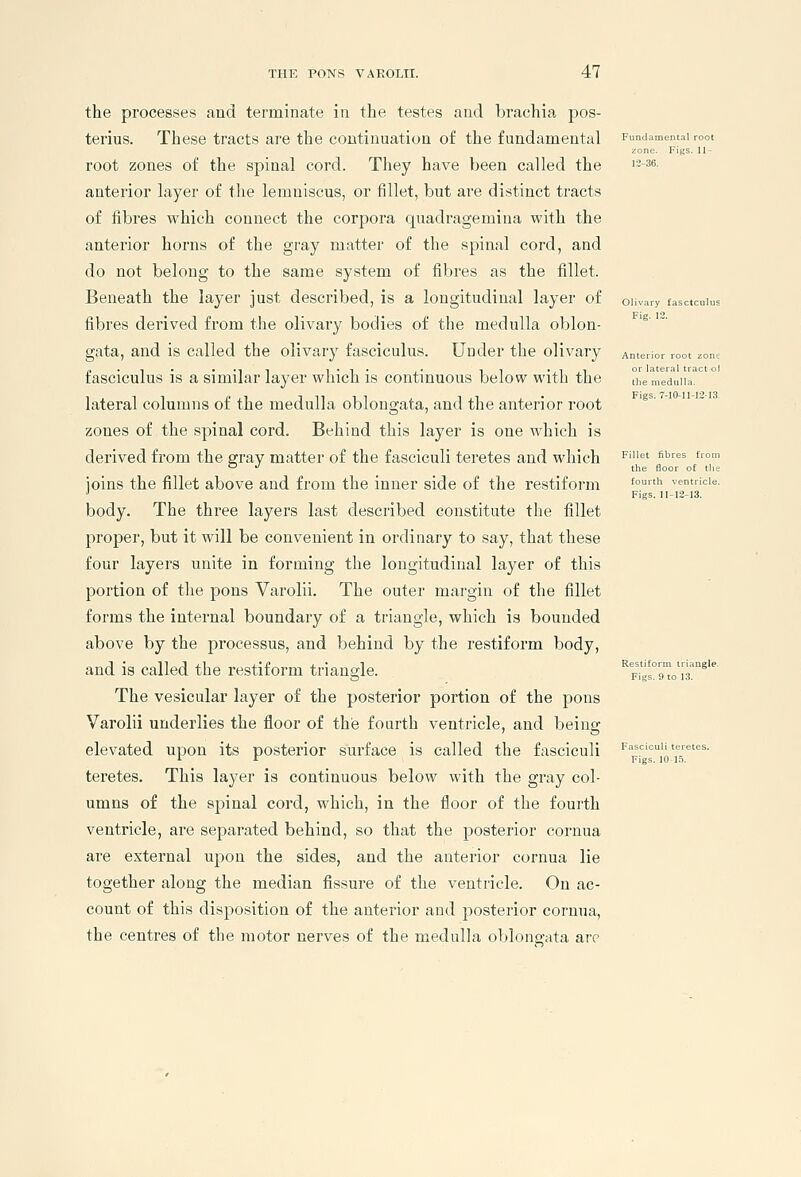 Fig. 12, Anterior root zc or lateral trac llie medulla. Figs. 7-10-11-12 fourth ventric Figs. 11-12-13. THE PONS VAROLII. 47 the processes and terminate in the testes and brachia pos- terius. These tracts are the continuation of the fundamental root zones of the spinal cord. They have been called the anterior layer of the lemniscus, or fillet, but are distinct tracts of fibres which connect the corpora quadragemina with the anterior horns of the gray matter of the spinal cord, and do not belong to the same system of fibres as the fillet. Beneath the layer just described, is a longitudinal layer of oiivary tasc fibres derived from the olivary bodies of the medulla oblon- gata, and is called the olivary fasciculus. Under the olivary fasciculus is a similar layer which is continuous below with the lateral columns of the medulla oblongata, and the anterior root zones of the spinal cord. Behind this layer is one which is derived from the gray matter of the fasciculi teretes and which joins the fillet above and from the inner side of the restiform body. The three layers last described constitute the fillet proper, but it will be convenient in ordinary to say, that these four layers unite in forming the longitudinal layer of this portion of the pons Varolii. The outer margin of the fillet forms the internal boundary of a triangle, which is bounded above by the processus, and behind by the restiform body, and is called the restiform triangle. ^Fi'»l°9to'iT^'^ The vesicular layer of the posterior portion of the pons Varolii underlies the floor of the fourth ventricle, and Ijeiog elevated upon its posterior surface is called the fasciculi teretes. This layer is continuous below with the gray col- umns of the spinal cord, which, in the floor of the fourth ventricle, are separated behind, so that the posterior cornua are external upon the sides, and the anterior cornua lie together along the median fissure of the ventricle. On ac- count of this disposition of the anterior and posterior cornua, the centres of the motor nerves of the medulla oblongata are Fasciculi tere Figs. 1015.