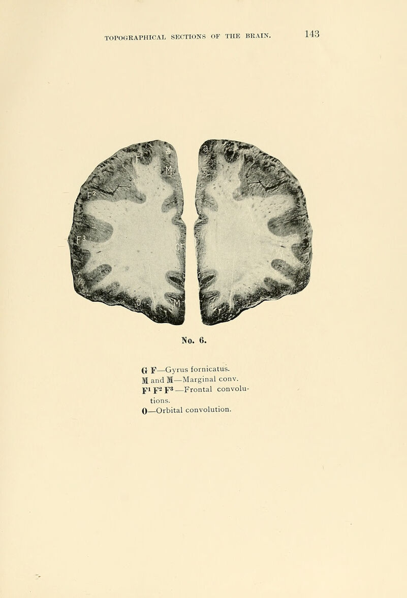 No. 6. Of F—Gyrus fornicatus. M and M—Marginal conv. fifsps—Frontal convolu- tions.