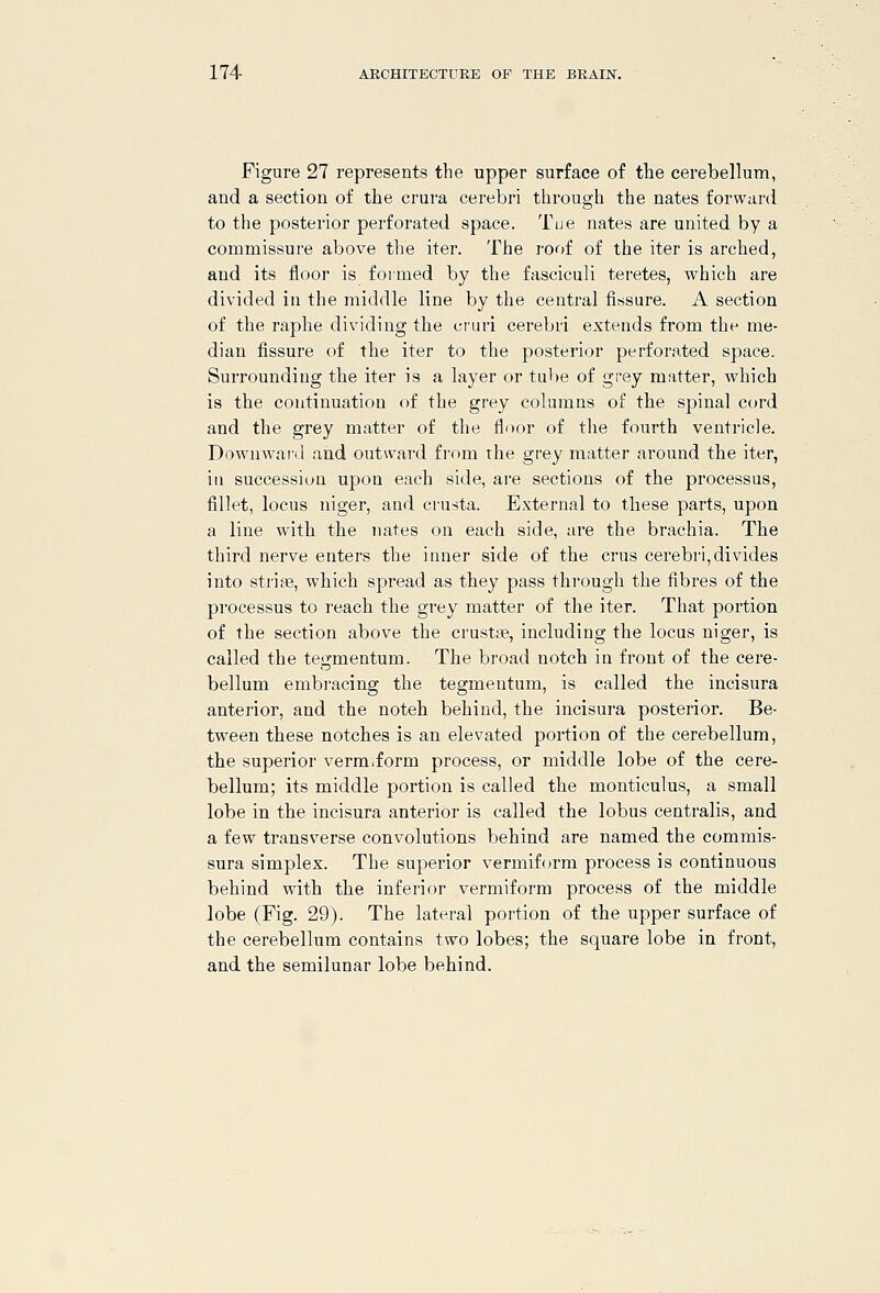 Figure 27 represents the upper surface of the cerebellum, and a section of the crura cerebri through the nates forward to the posterior perforated space. Tue nates are united by a commissure above the iter. The roof of the iter is arched, and its floor is formed by the fasciculi teretes, which are divided in the middle line by the central fissure. A section of the raphe dividing the cruri cerebri extends from the me- dian fissure of the iter to the posterior perforated space. Surrounding the iter is a layer or tube of grey matter, which is the continuation of the grey columns of the spinal cord and the grey matter of the floor of tlie fourth ventricle. Downward and outward from the grey matter around the iter, in succession upon each side, are sections of the processus, fillet, locus niger, and crusta. External to these parts, upon a line with the nates on each side, are the brachia. The third nerve enters the inner side of the crus cerebri,divides into strife, which spread as they pass through the fibres of the processus to reach the grey matter of the iter. That portion of the section above the crustte, including the locus niger, is called the tegmentum. The broad notch in front of the cere- bellum embracing the tegmentum, is called the incisura anterior, and the notch behind, the incisura posterior. Be- tween these notches is an elevated portion of the cerebellum, the superior vermiform process, or middle lobe of the cere- bellum; its middle portion is called the monticulus, a small lobe in the incisura anterior is called the lobus centralis, and a few transverse convolutions behind are named the commis- sura simplex. The superior vermiform process is continuous behind with the inferior vermiform process of the middle lobe (Fig. 29). The lateral portion of the upper surface of the cerebellum contains two lobes; the square lobe in front, and the semilunar lobe behind.